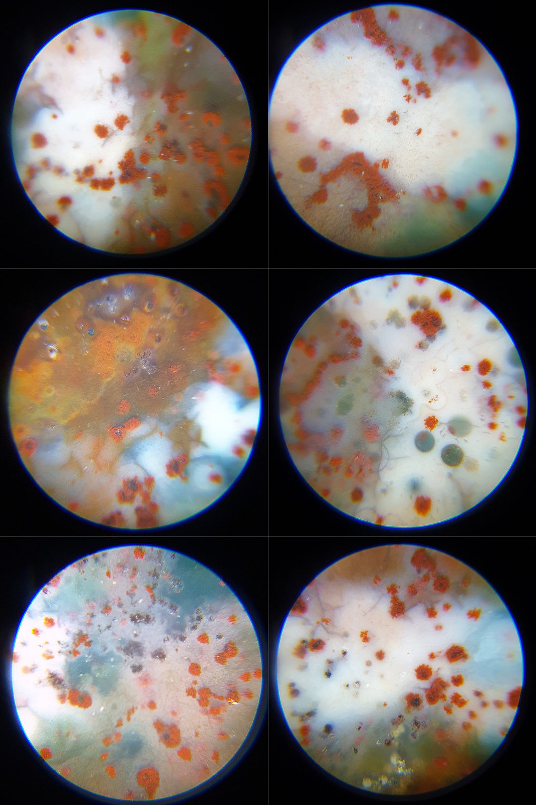 65.8mm Aged Tibetan Xang Xung (Zhang Zhung) 21 Eyes Dzi with lots of small red spots pendant 西藏老矿象雄满细朱砂二十一眼天珠(带证书)