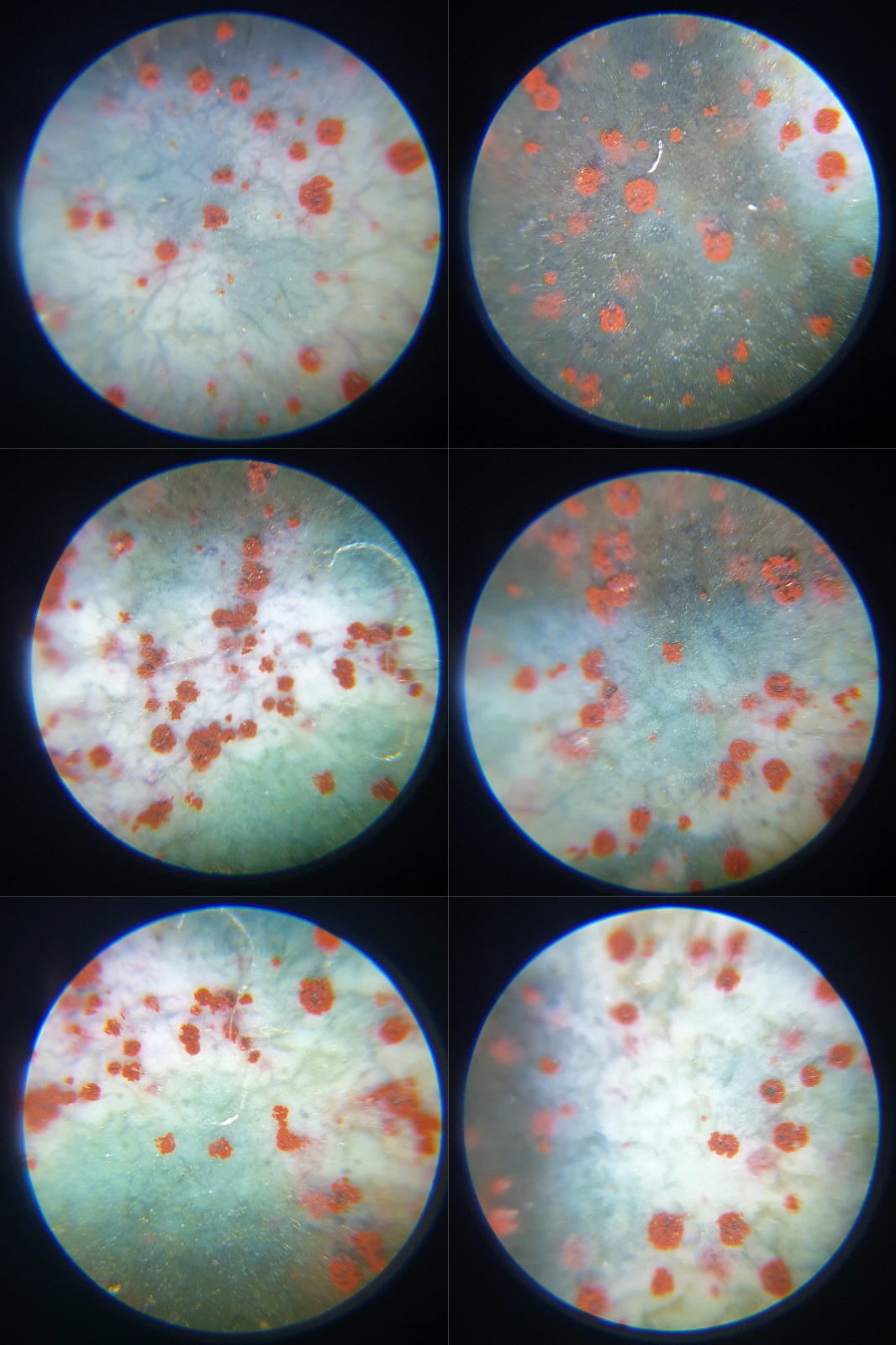 59.5mm Aged Tibetan Xang Xung (Zhang Zhung) 12 Eyes Dzi blue hue with lots of small red spots pendant 西藏老矿象雄满细朱砂蓝沁十二眼天珠(带证书)