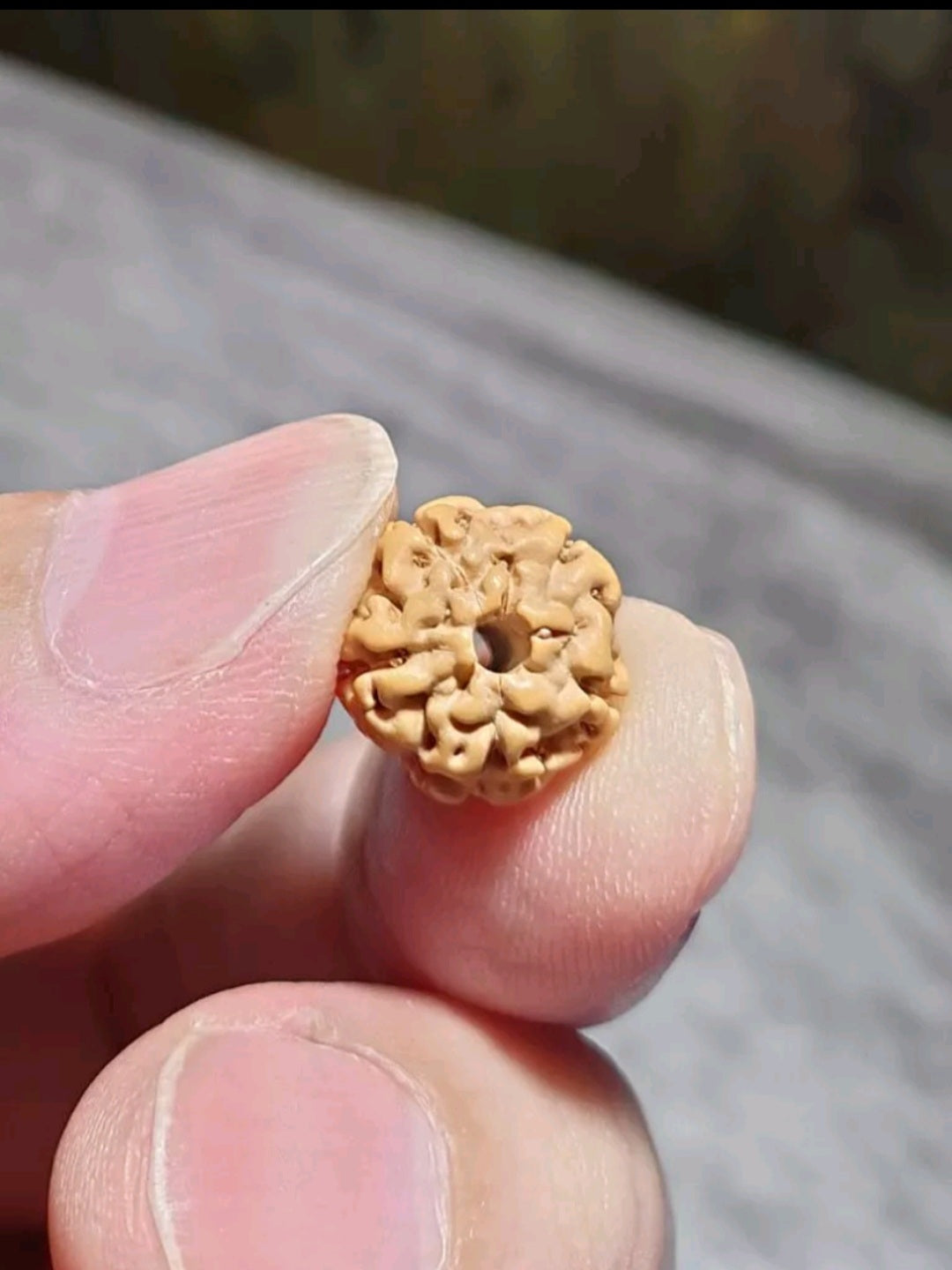 11.5mm large size "ginger yellow" 5 Mukhi (Faces) "Double Dragons" Rudraksha 108 chanting beads 11.5毫米大尺寸姜黄皮五瓣双龙小金刚菩提108念珠 (Same design with 99 chanting beads also available. )