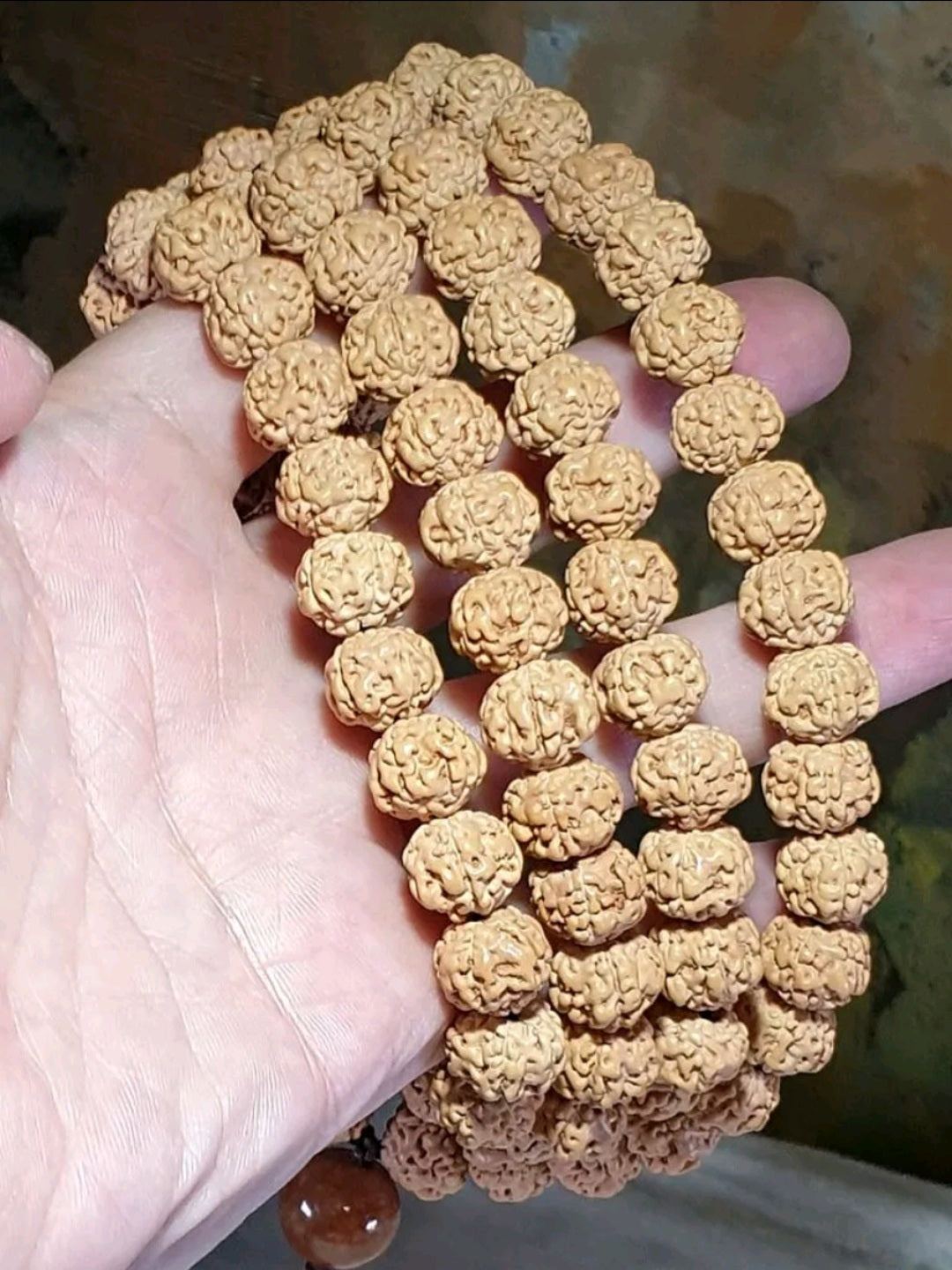11.5mm large size "ginger yellow" 5 Mukhi (Faces) "Double Dragons" Rudraksha 108 chanting beads 11.5毫米大尺寸姜黄皮五瓣双龙小金刚菩提108念珠 (Same design with 99 chanting beads also available. )