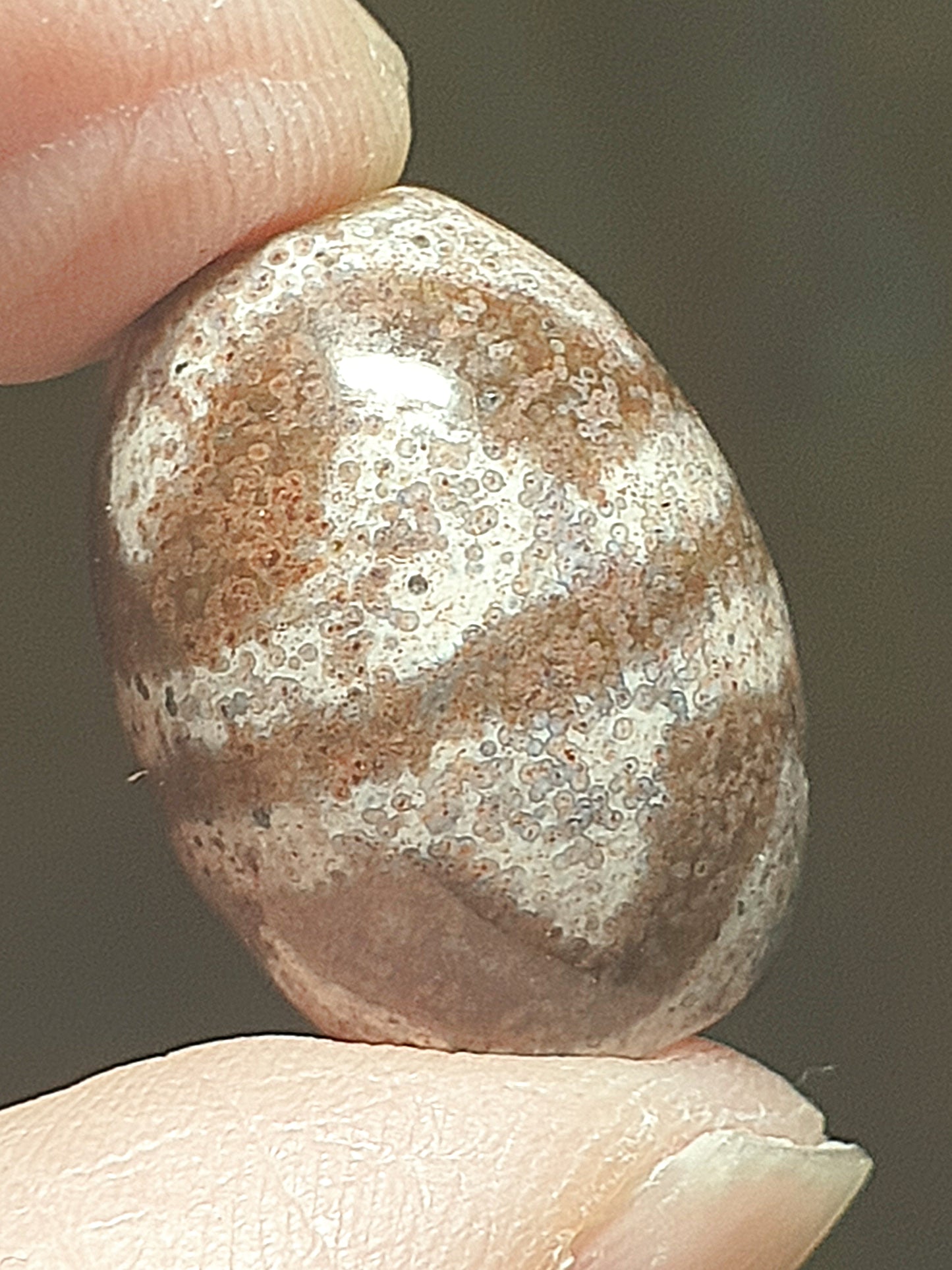 Aged Tibetan Xang Xung (Zhang Zhung) "Huya" Da Luo Dzi with "natural eyes" full of red spots (with certificate, free necklace cord) 西藏老矿象雄满红朱砂天眼虎牙达洛天珠(带证书送项链绳)