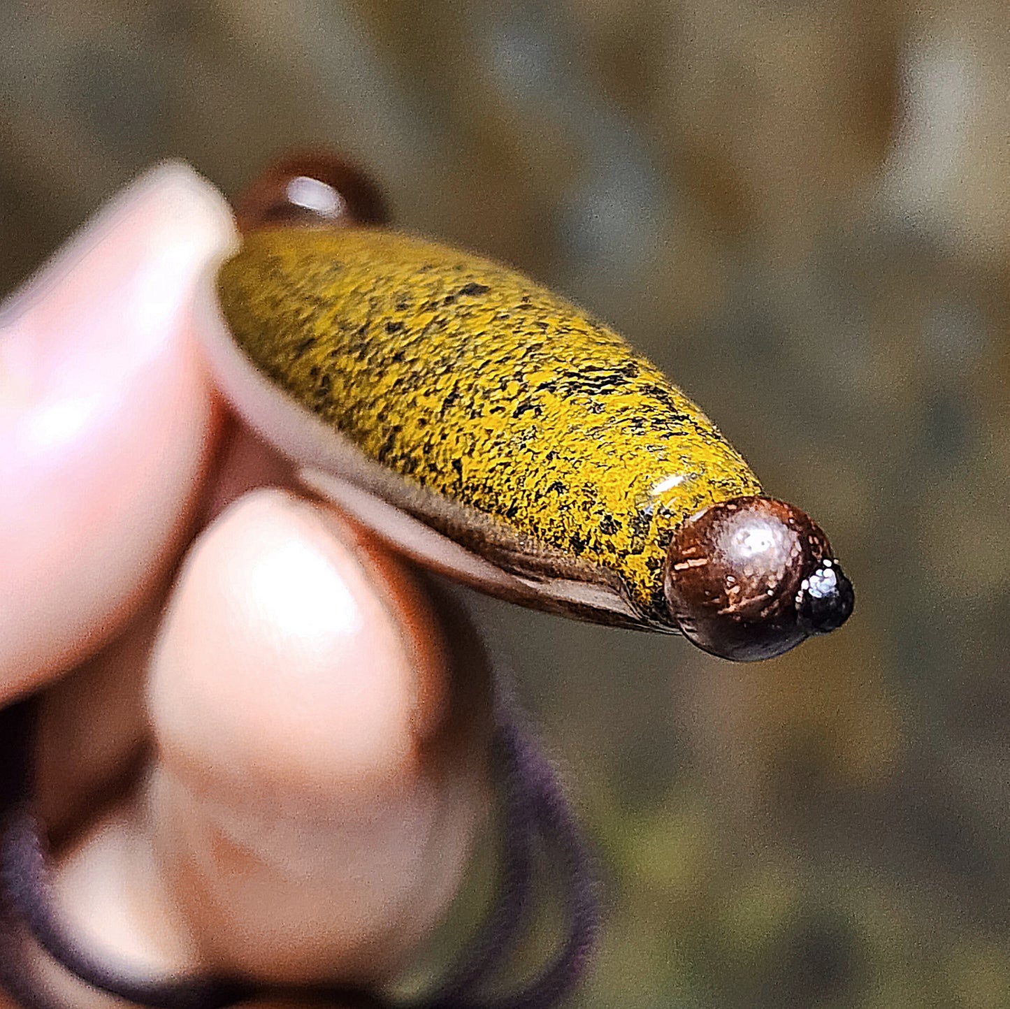 45.8mm Tibetan Meng Tianzhu small natural eyes Dzi pendant 45.8毫米九眼页岩鱼籽老料小眼睛蒙天珠吊坠
