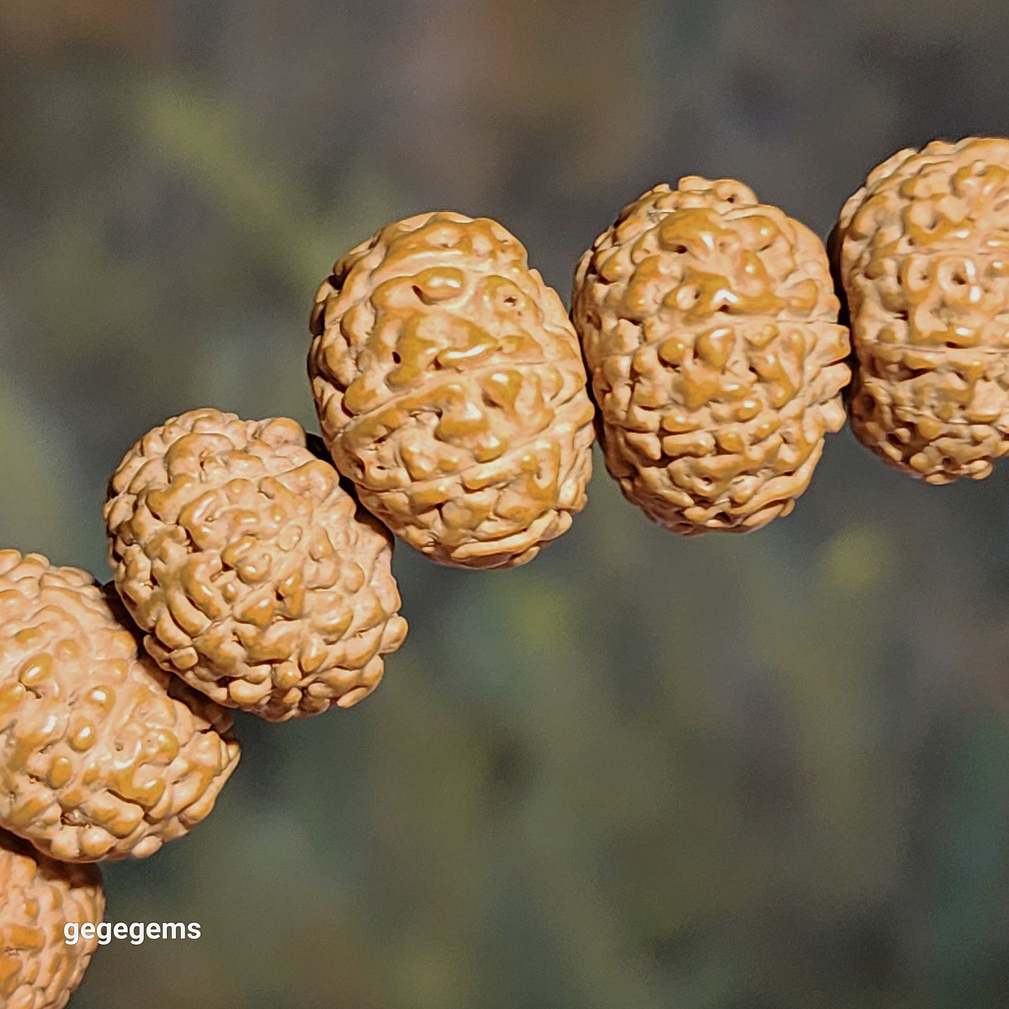 14mm premium natural "Panlong" (Coiling Dragon) 10 Mukhi (faces) small species Rudraksha with a 16mm Baoshan Nan Hong bracelet/18 beads mala 14毫米十瓣盘龙小金刚菩提子配宝山南红手链/十八子手持