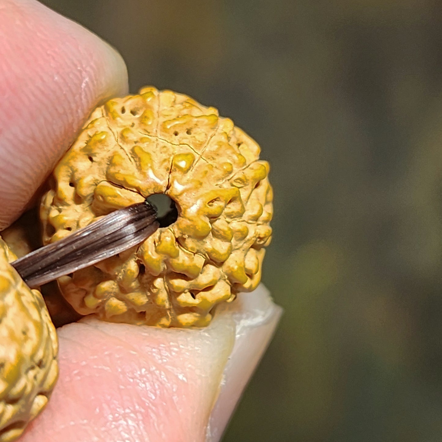 14mm premium natural "Panlong" (Coiling Dragon) 10 Mukhi (faces) small species Rudraksha with a 16mm Baoshan Nan Hong bracelet/18 beads mala 14毫米十瓣盘龙小金刚菩提子配宝山南红手链/十八子手持