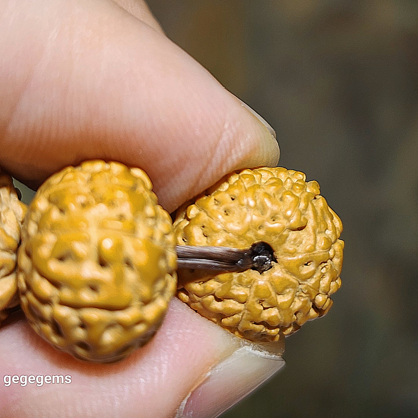 14mm premium natural "Panlong" (Coiling Dragon) 10 Mukhi (faces) small species Rudraksha with a 16mm Baoshan Nan Hong bracelet/18 beads mala 14毫米十瓣盘龙小金刚菩提子配宝山南红手链/十八子手持