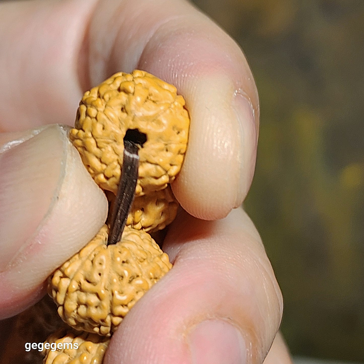 12.5mm+ premium natural "Panlong" (Coiling Dragon) 7 Mukhi (faces) small species Rudraksha with a 16.2mm Chrysocolla bracelet 七瓣盘龙小金刚菩提子配凤凰松石(硅孔雀石)手链
