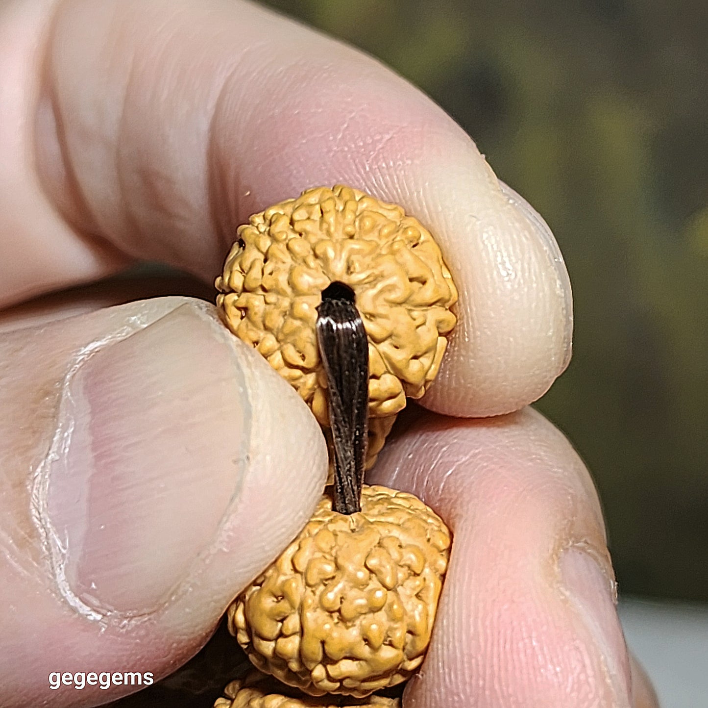 12.5mm+ premium natural "Panlong" (Coiling Dragon) 7 Mukhi (faces) small species Rudraksha with a 16.2mm Chrysocolla bracelet 七瓣盘龙小金刚菩提子配凤凰松石(硅孔雀石)手链