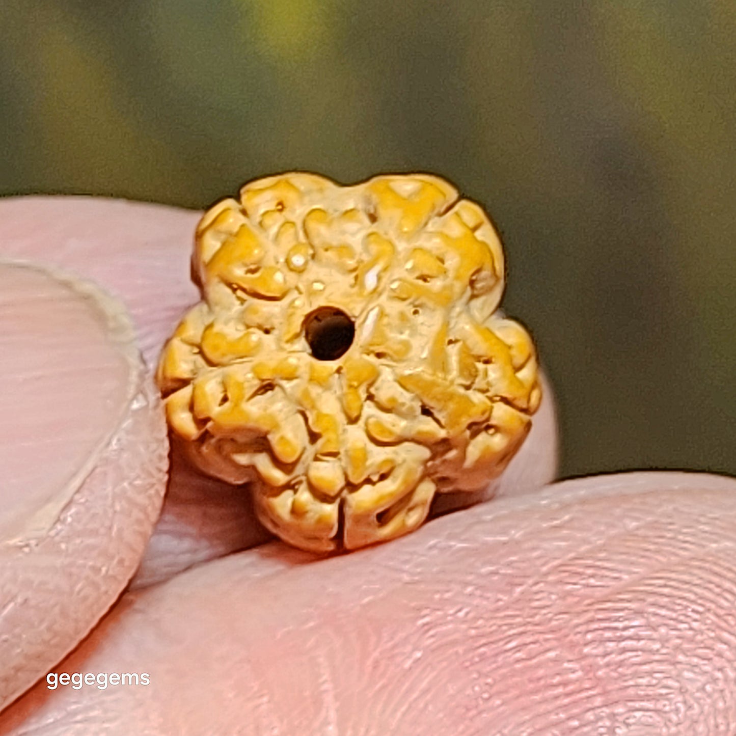 12mm+ Premium 5 Mukhi (Faces) Plum Blossom "5 Claws Dragon" Rudraksha bracelet 精品五瓣花王五爪金龙小金刚菩提子手链