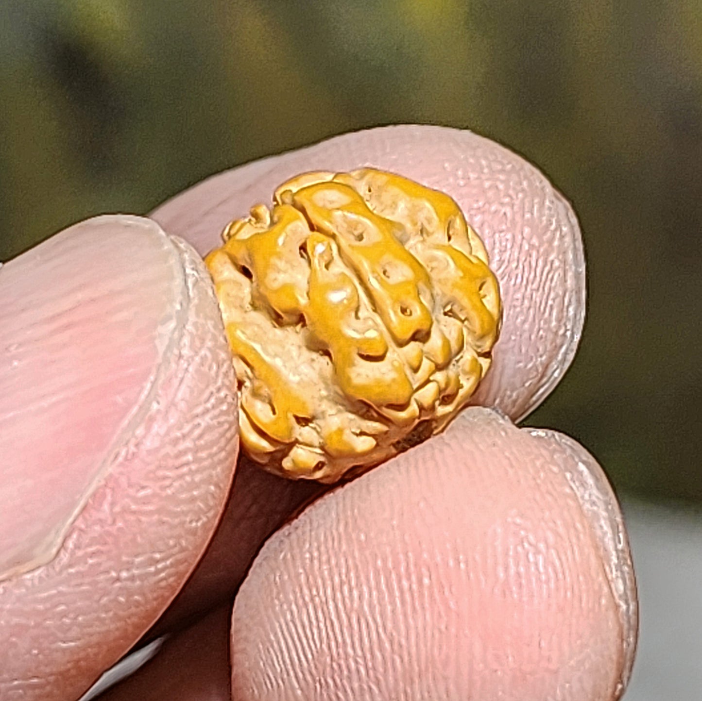 12mm+ Premium 5 Mukhi (Faces) Plum Blossom "5 Claws Dragon" Rudraksha bracelet 精品五瓣花王五爪金龙小金刚菩提子手链