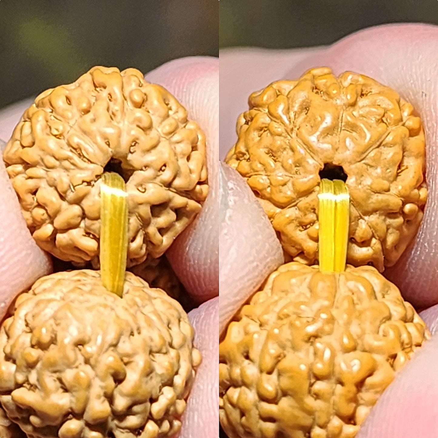 12.5mm+ premium natural "Panlong" (Coiling Dragon) 7 Mukhi (faces) small species Rudraksha with an aged Butterscotch Amber barrel bead "18 beads" bracelet 七瓣盘龙小金刚菩提子配老蜜蜡桶珠十八子手链