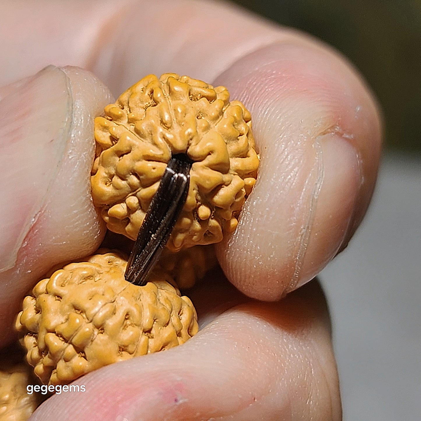 12mm+ premium natural "Panlong" (Coiling Dragon) 8 Mukhi (faces) small species Rudraksha bracelet 精品八瓣盘龙小金刚菩提子手链