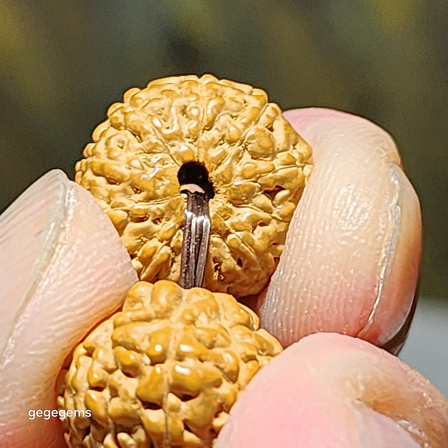 14mm+ premium natural "Panlong" (Coiling Dragon) 10 Mukhi (faces) small species Rudraksha with a 16mm Chrysocolla "18 beads mala" bracelet 十瓣盘龙小金刚菩提子配凤凰松石(硅孔雀石)十八子手链