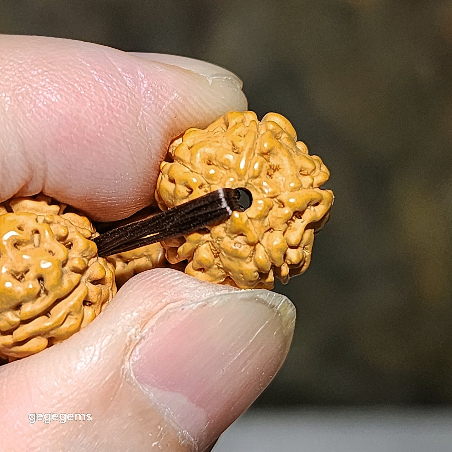14.5mm+ Premium 5 Mukhi (Faces) deep lines "Double Dragons" "Panlong" Rudraksha bracelet 五瓣深坑树王双龙盘龙小金刚菩提子手链