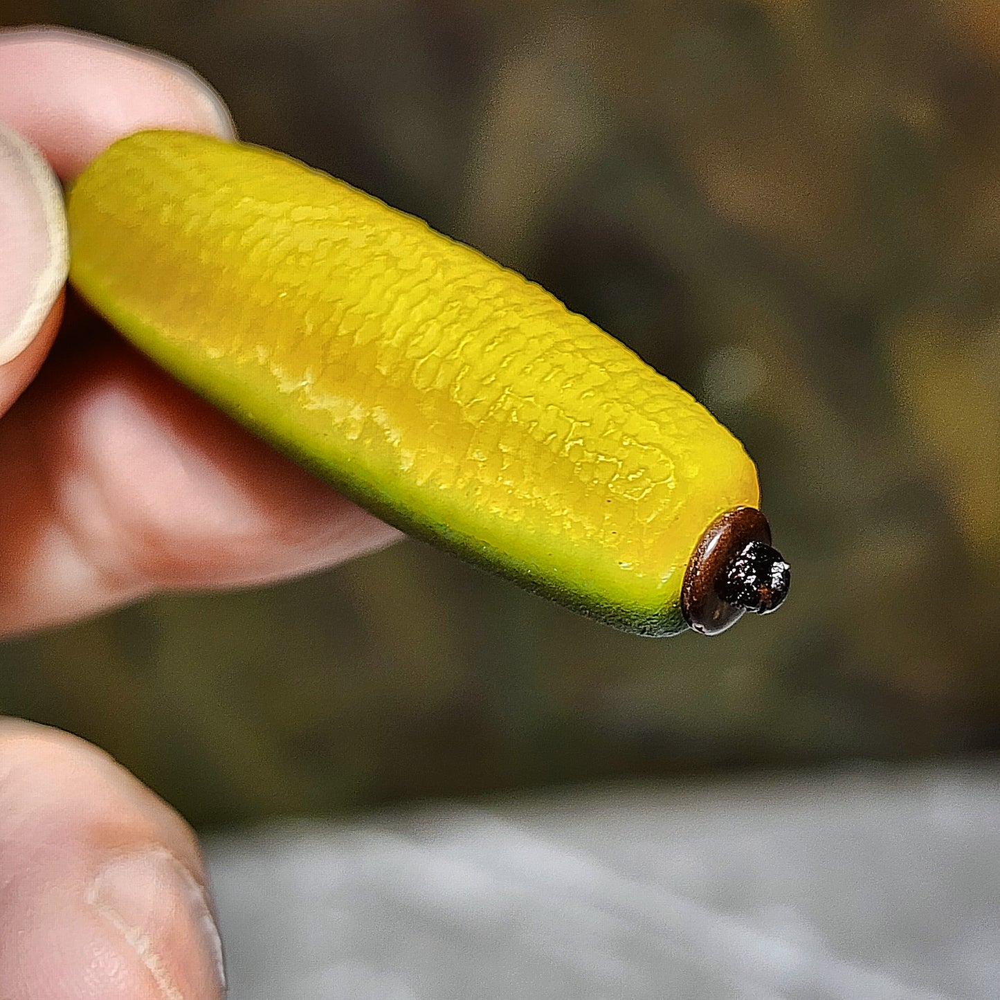 39.5mm Premium Gobi Desert natural raw "Tendons" Agate "Abundant Wealth" (natural colors resemble to Sweet Corn) 3 Eyes Dzi pendant 戈壁沙漠筋脉石天然原石"金玉滿堂"三眼天珠吊坠