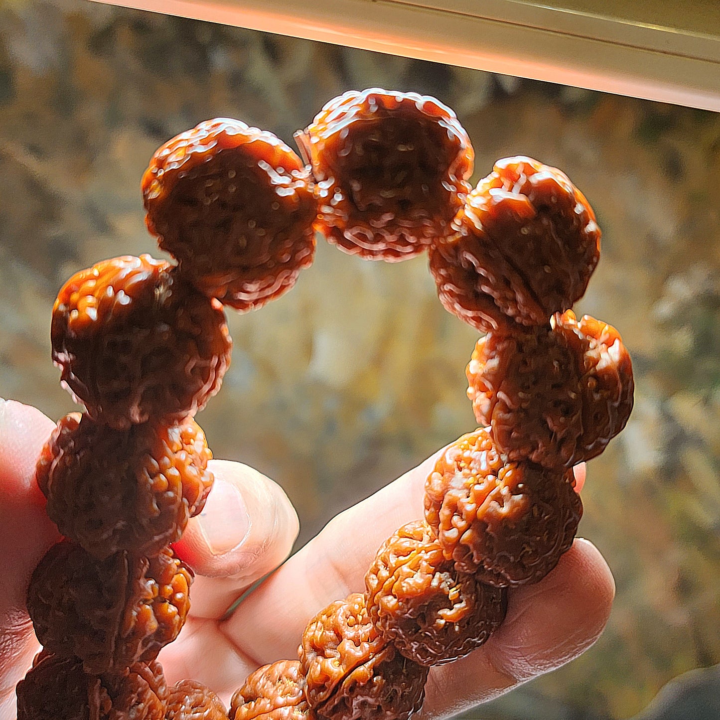 21mm+ Thoroughly cleaned & brushed Nepal Rudraksha from high altitude (dense & high natural oil contents) same tree both sides Plum Flower Panlong Double-Dragon 5 Mukhi (faces) bracelet/Handheld 21毫米+ 深度清理打底尼泊尔五瓣高山安娜籽同树双面梅花盘龙双龙大金刚菩提子手串/手持