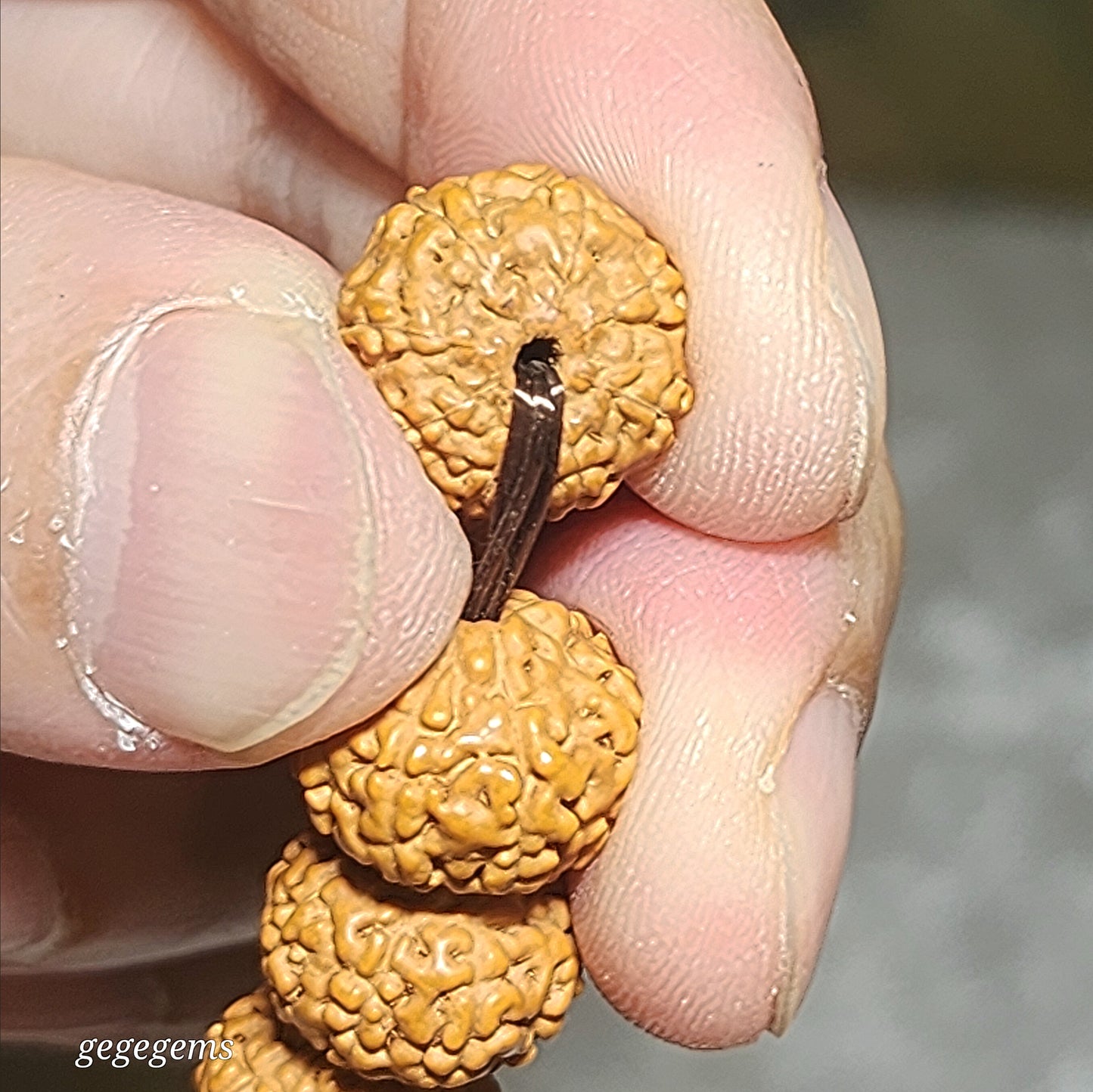 Premium 12.5mm natural "Panlong" (Coiling Dragon) 9 Mukhi (faces) small species Rudraksha bracelet 精品九瓣盘龙小金刚菩提子手链