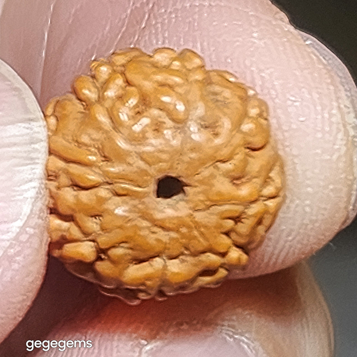 Premium 12mm+ natural "Panlong" (Coiling Dragon) 9 Mukhi (faces) small species Rudraksha and natural Butterscotch Amber barrel bead bracelet 精品九瓣盘龙小金刚菩提子配蜜腊桶珠手链