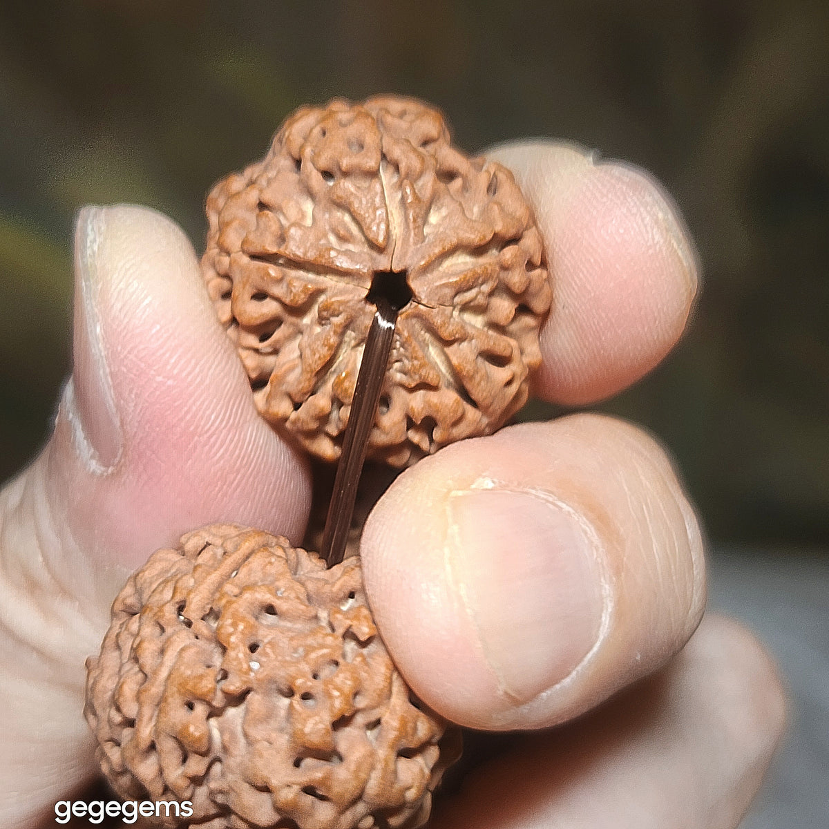 Gegegems XL 24mm+ to 25mm premium natural Nepal Rudraksha from high altitude dense & high oil contents same tree flat top & bottom Honeycomb Needle Holes Panlong 5 Mukhi (faces) bracelet 精品大尺寸原生态尼泊尔五瓣高山安娜同树铁籽平头平尾针孔蜂窝盘龙大金刚菩提子手链