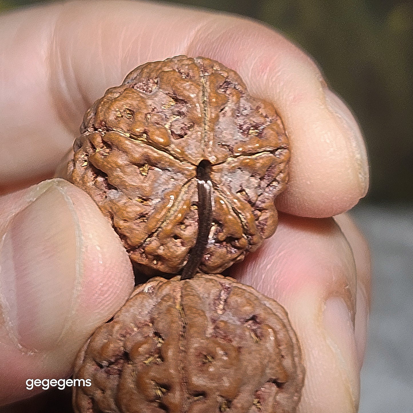 Gegegems XL 23mm+ to 24mm premium natural Nepal Rudraksha 5 Mukhi (faces) pink skin from high altitude dense & high oil contents same tree Double Dragons Panlong bracelet 精品大尺寸原生态尼泊尔五瓣高山安娜同树铁籽粉红皮双龙盘龙大金刚菩提子手链