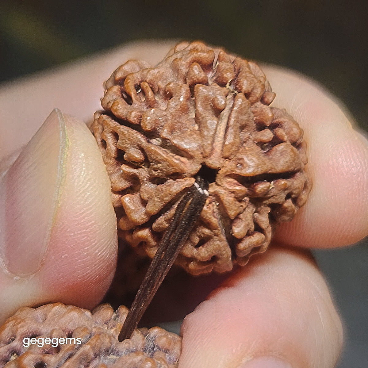 Gegegems XL 23.5 to 24mm+ premium natural Nepal Rudraksha high altitude (dense & high natural oil contents) pinkish same tree both sides Plum Flower Needle holes Honeycomb Double Dragons 5 Mukhi bracelet 精品大尺寸尼泊尔五瓣高山安娜籽粉红皮同树双面梅花针孔蜂窝双龙大金刚菩提子手链