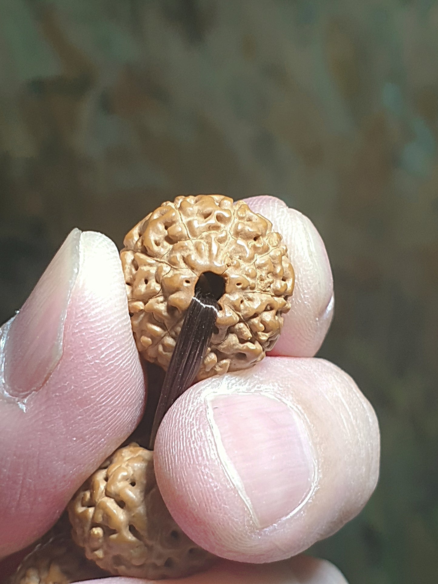 16mm premium natural "Panlong" (Coiling Dragon) 9 Mukhi (faces) small species Rudraksha bracelet/hand-held 16毫米九瓣盘龙小金刚菩提子手串/手持