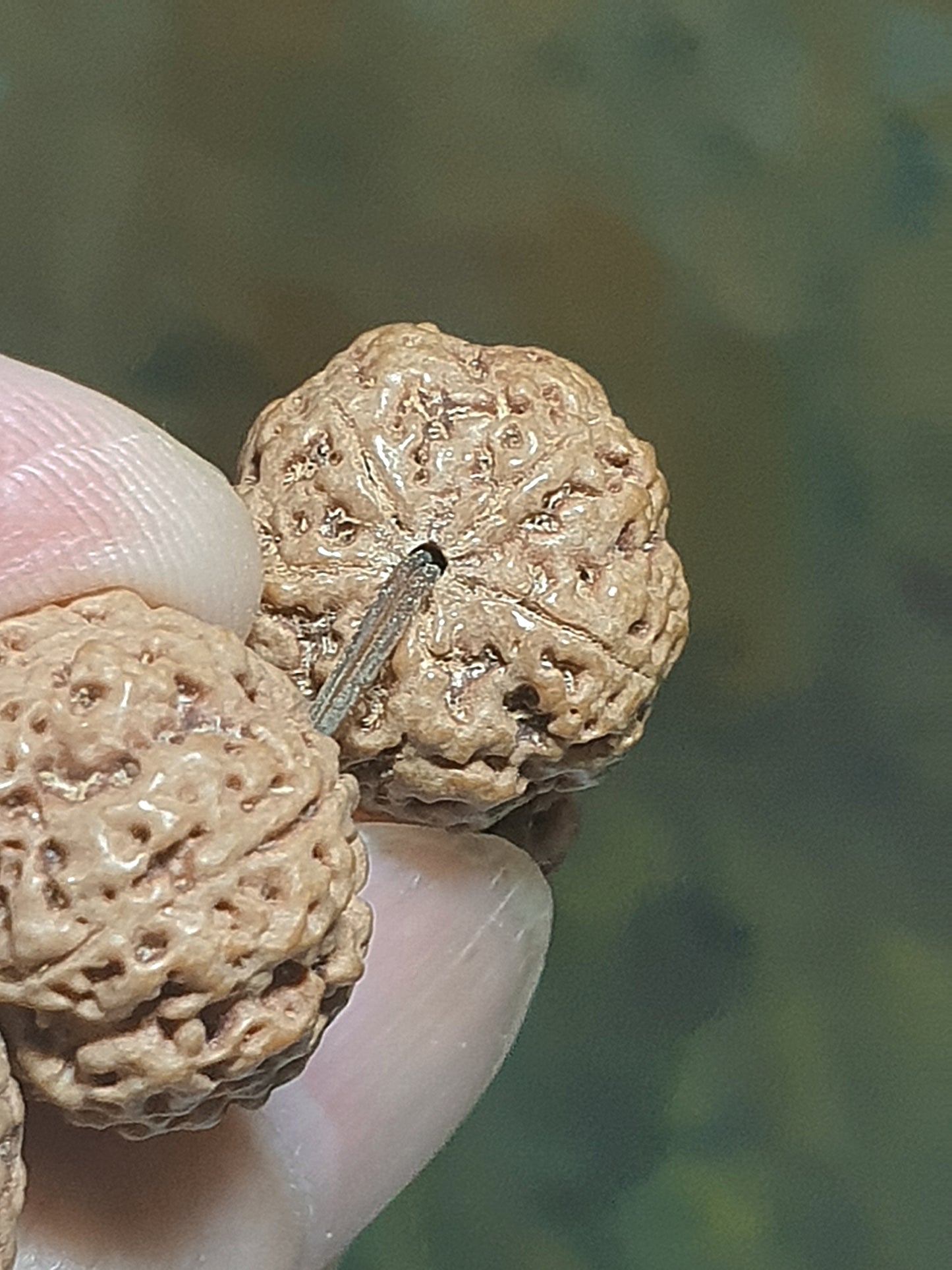 Rare small size 15.5mm Nepal Rudraksha high altitude (dense & high natural oil contents) "Plum Blossom" "honeycomb" 5 Mukhi (faces) bracelet with 2 extra beads 罕见小尺寸15.5毫米尼泊尔大金刚菩提子五瓣高山安娜铁籽梅花蜂窝手链加两颗备籽