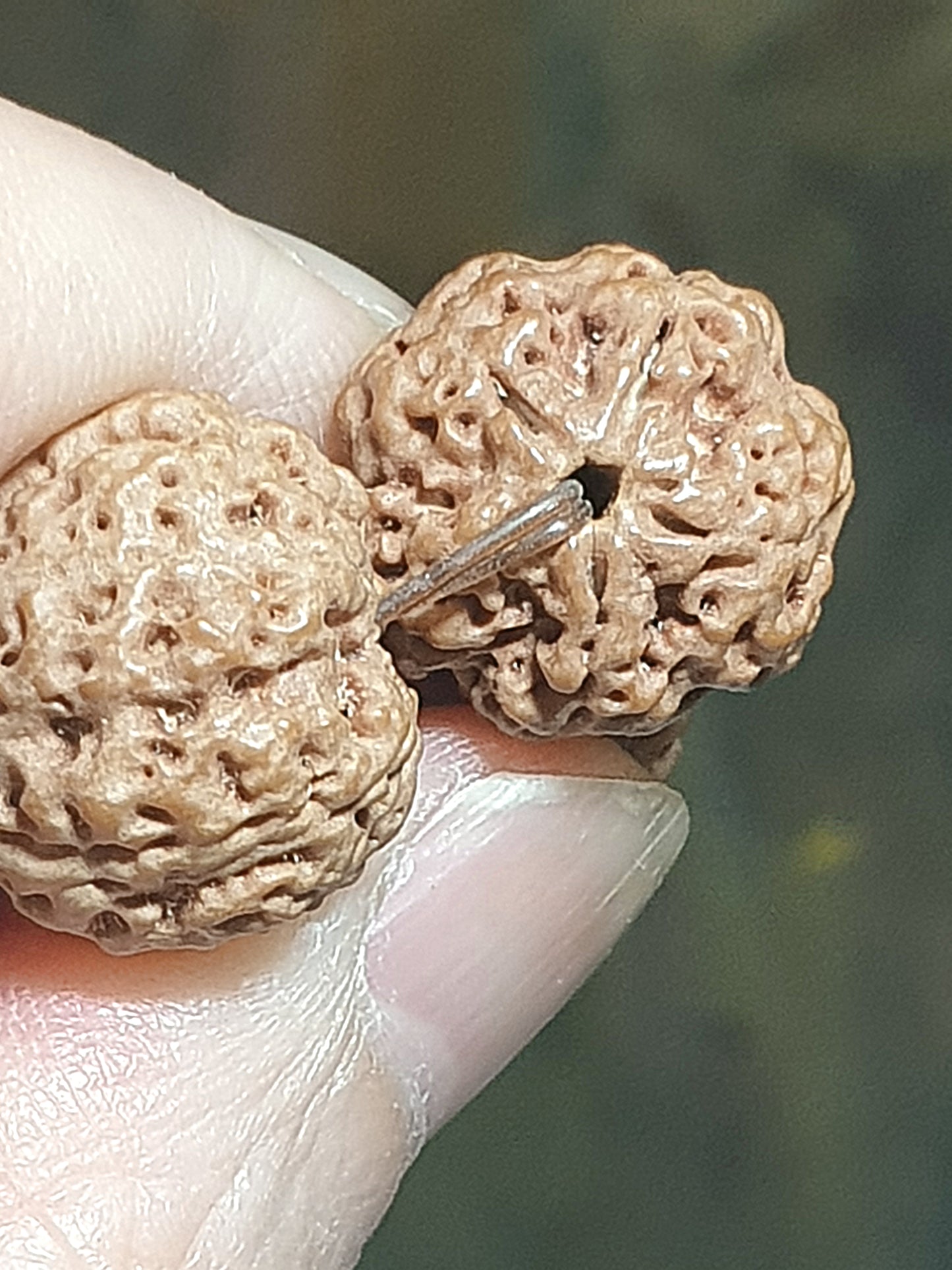 Rare small size 15.5mm Nepal Rudraksha high altitude (dense & high natural oil contents) "Plum Blossom" "honeycomb" 5 Mukhi (faces) bracelet with 2 extra beads 罕见小尺寸15.5毫米尼泊尔大金刚菩提子五瓣高山安娜铁籽梅花蜂窝手链加两颗备籽
