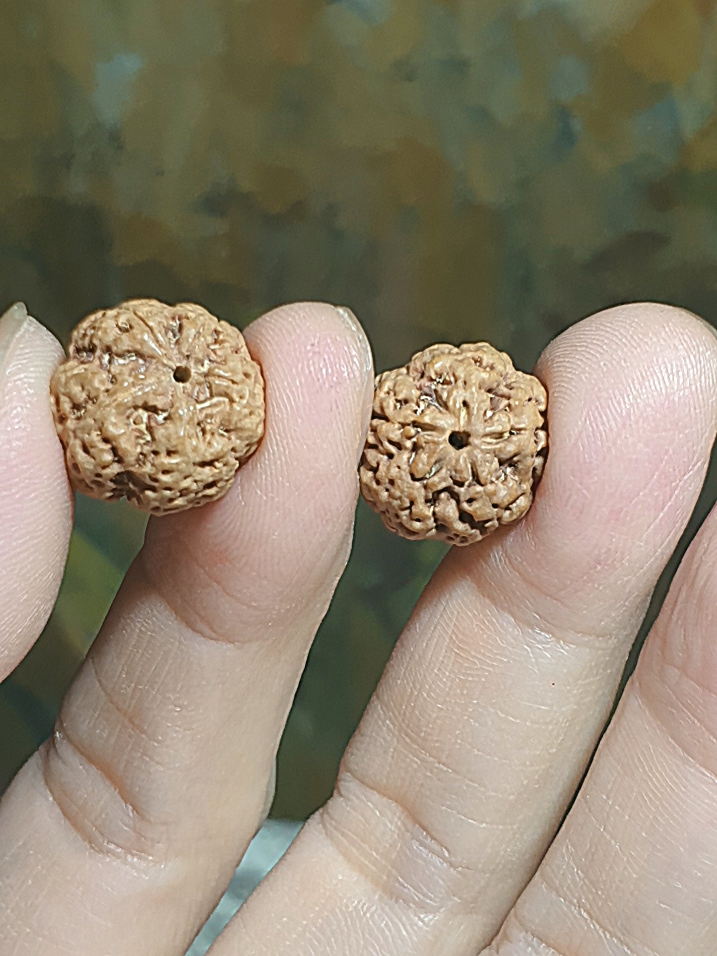 Rare small size 15.5mm Nepal Rudraksha high altitude (dense & high natural oil contents) "Plum Blossom" "honeycomb" 5 Mukhi (faces) bracelet with 2 extra beads 罕见小尺寸15.5毫米尼泊尔大金刚菩提子五瓣高山安娜铁籽梅花蜂窝手链加两颗备籽