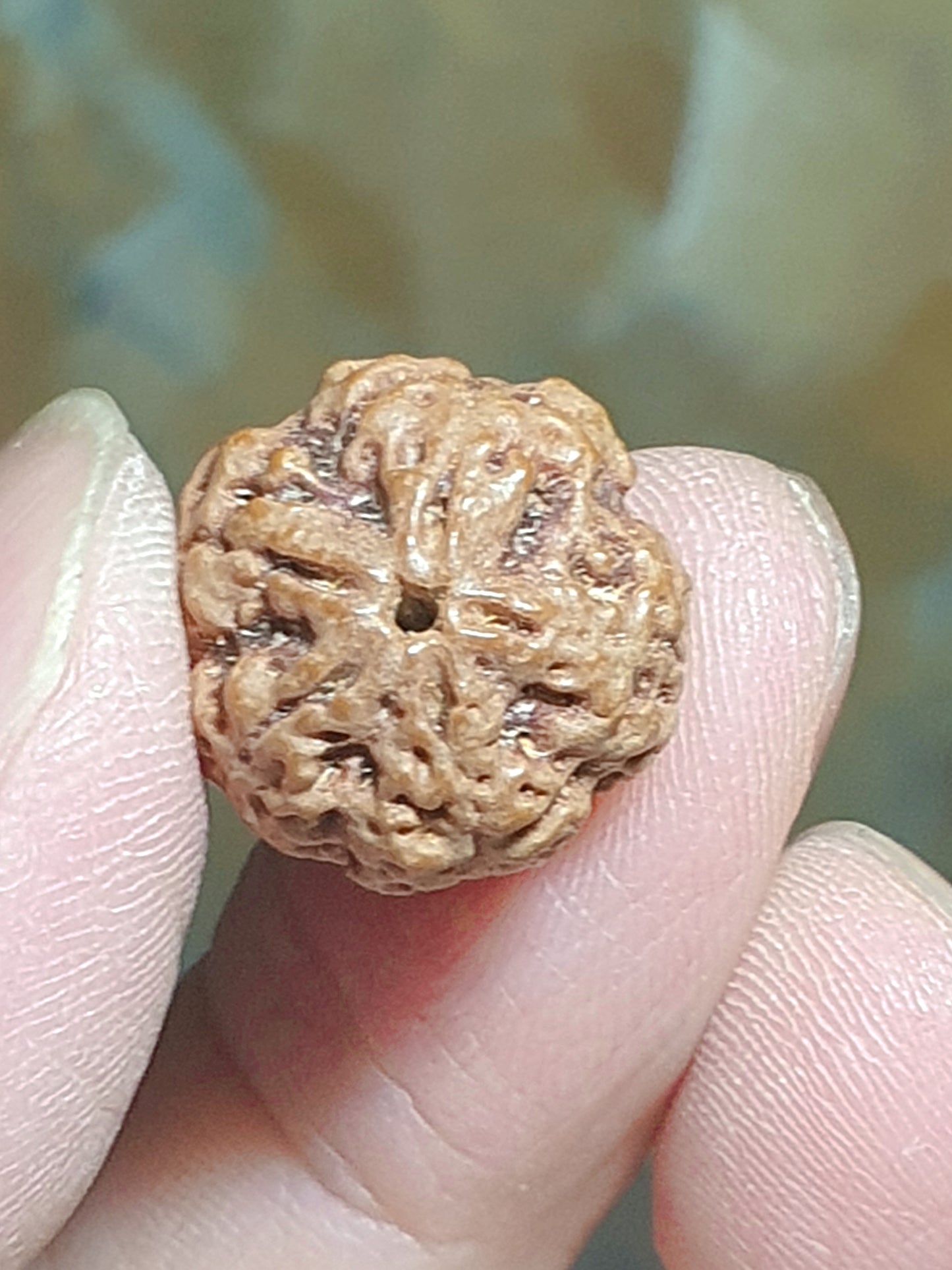 Rare small size 15.5mm Nepal Rudraksha high altitude (dense & high natural oil contents) "Plum Blossom" "honeycomb" 5 Mukhi (faces) bracelet with 2 extra beads 罕见小尺寸15.5毫米尼泊尔大金刚菩提子五瓣高山安娜铁籽梅花蜂窝手链加两颗备籽
