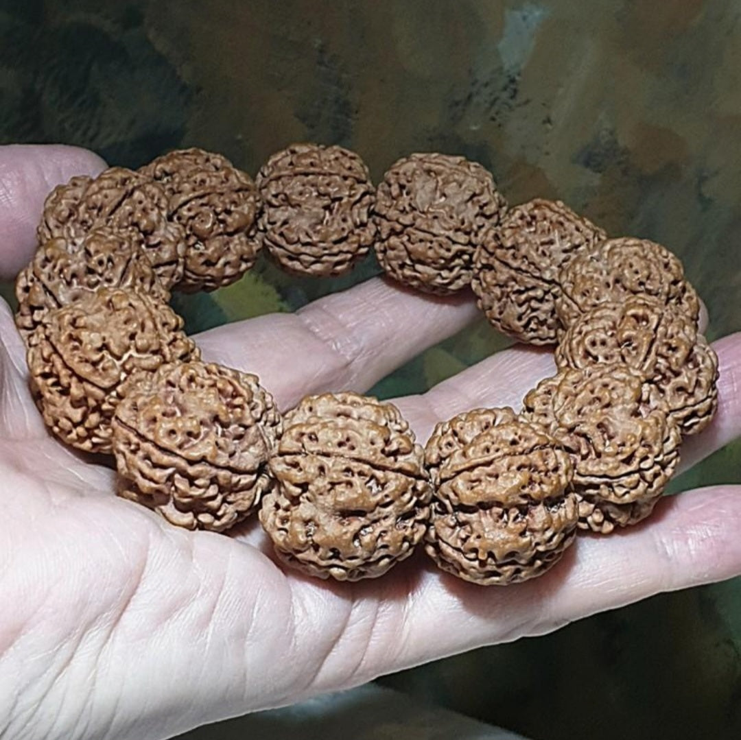 Rare XL 24mm+ Premium Nepal Rudraksha high altitude (dense & high natural oil contents) pinkish same tree both sides Plum Flower "Needle holes Honeycomb" Double-Dragon 5 Mukhi bracelet 罕见大尺寸尼泊尔五瓣高山安娜籽粉红皮同树双面梅花针孔蜂窝双龙大金刚菩提子手串