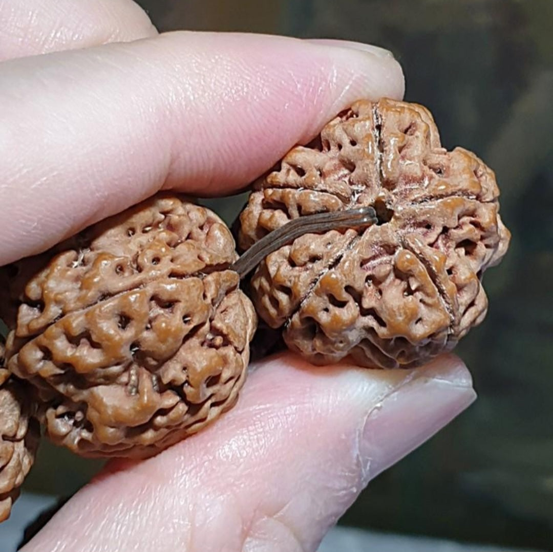 Rare XL 24mm+ Premium Nepal Rudraksha high altitude (dense & high natural oil contents) pinkish same tree both sides Plum Flower "Needle holes Honeycomb" Double-Dragon 5 Mukhi bracelet 罕见大尺寸尼泊尔五瓣高山安娜籽粉红皮同树双面梅花针孔蜂窝双龙大金刚菩提子手串