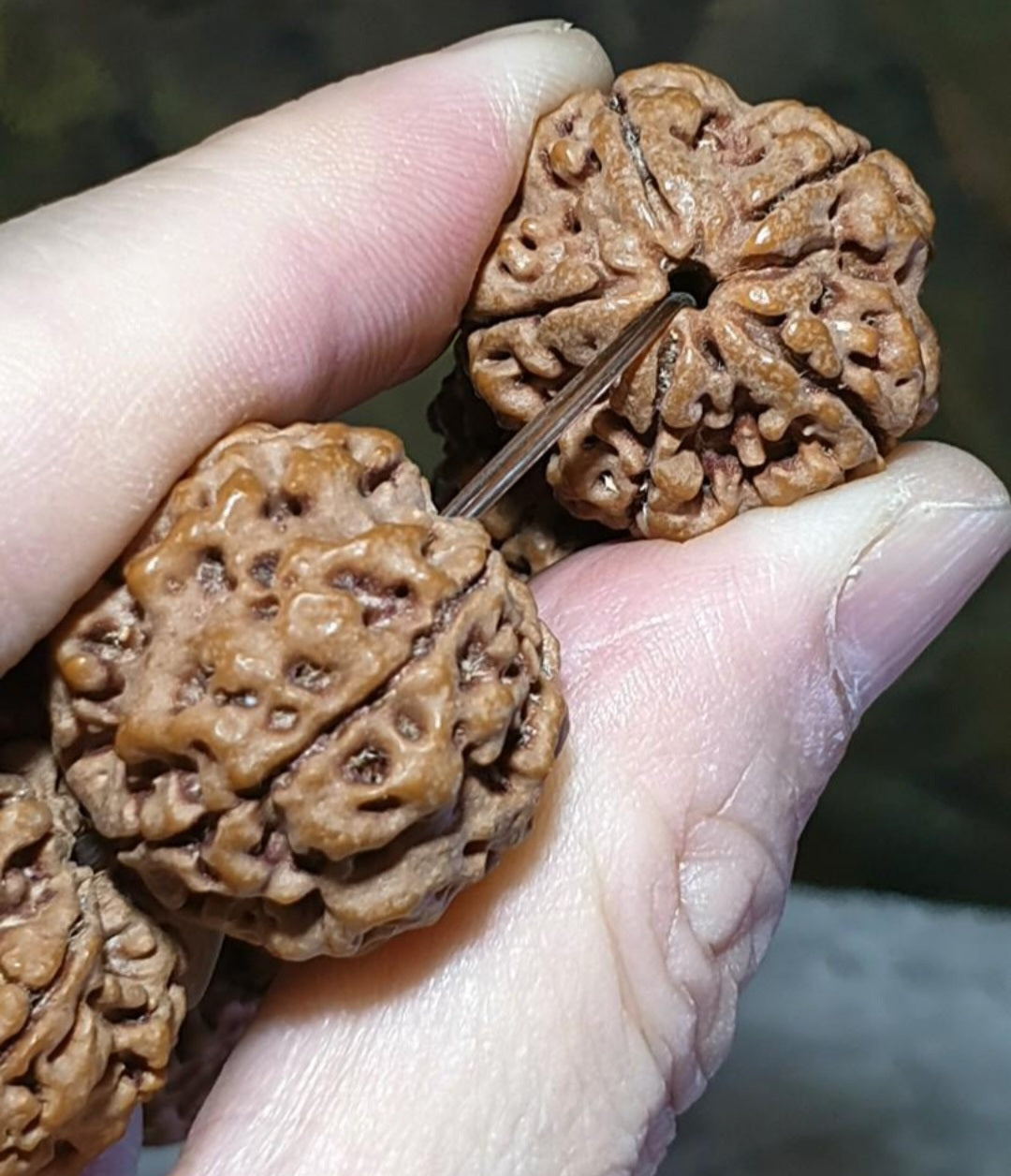 Rare XL 24mm+ Premium Nepal Rudraksha high altitude (dense & high natural oil contents) pinkish same tree both sides Plum Flower "Needle holes Honeycomb" Double-Dragon 5 Mukhi bracelet 罕见大尺寸尼泊尔五瓣高山安娜籽粉红皮同树双面梅花针孔蜂窝双龙大金刚菩提子手串