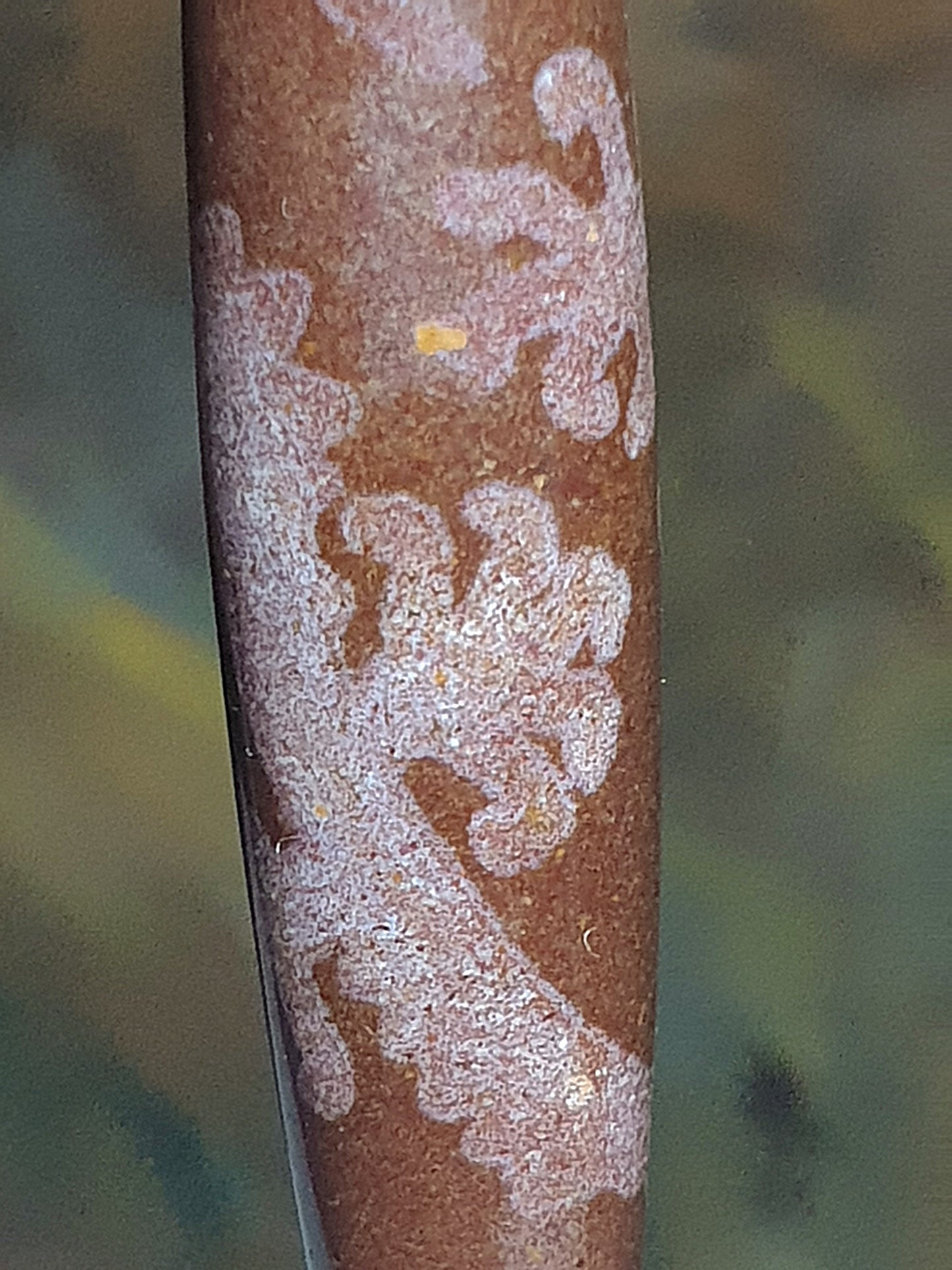 56.8mm Aged Tibetan Xang Xung (Zhang Zhung) Emperor Dragon Dzi with lots of fine red spots (with certificate) 56.8毫米西藏老矿象雄满细朱砂五爪(趾)金龙天珠(带证书)