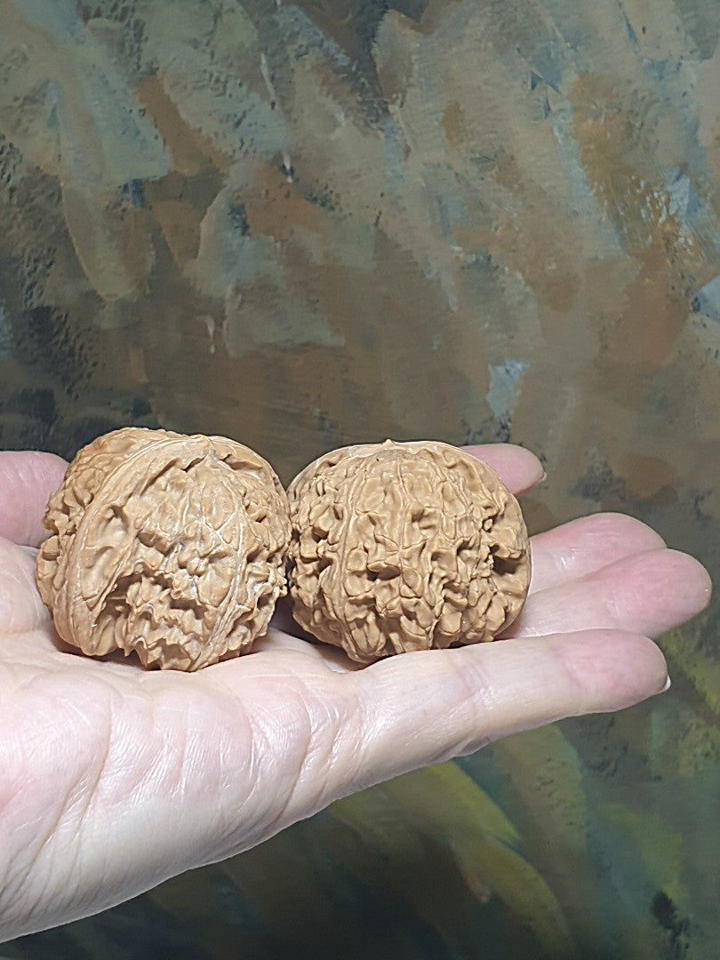 43m natural Beijing "Sizuo Lou" "White Lion Head" Walnuts hand-held/palm messager 43毫米北京四座楼白狮子头闷尖菊花底核桃手把/按摩球一对