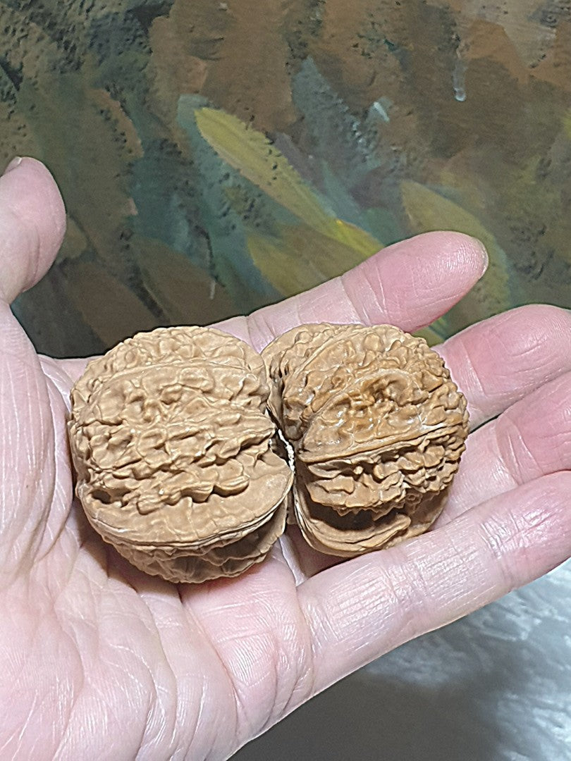 43m natural Beijing "Sizuo Lou" "White Lion Head" Walnuts hand-held/palm messager 43毫米北京四座楼白狮子头闷尖菊花底核桃手把/按摩球一对