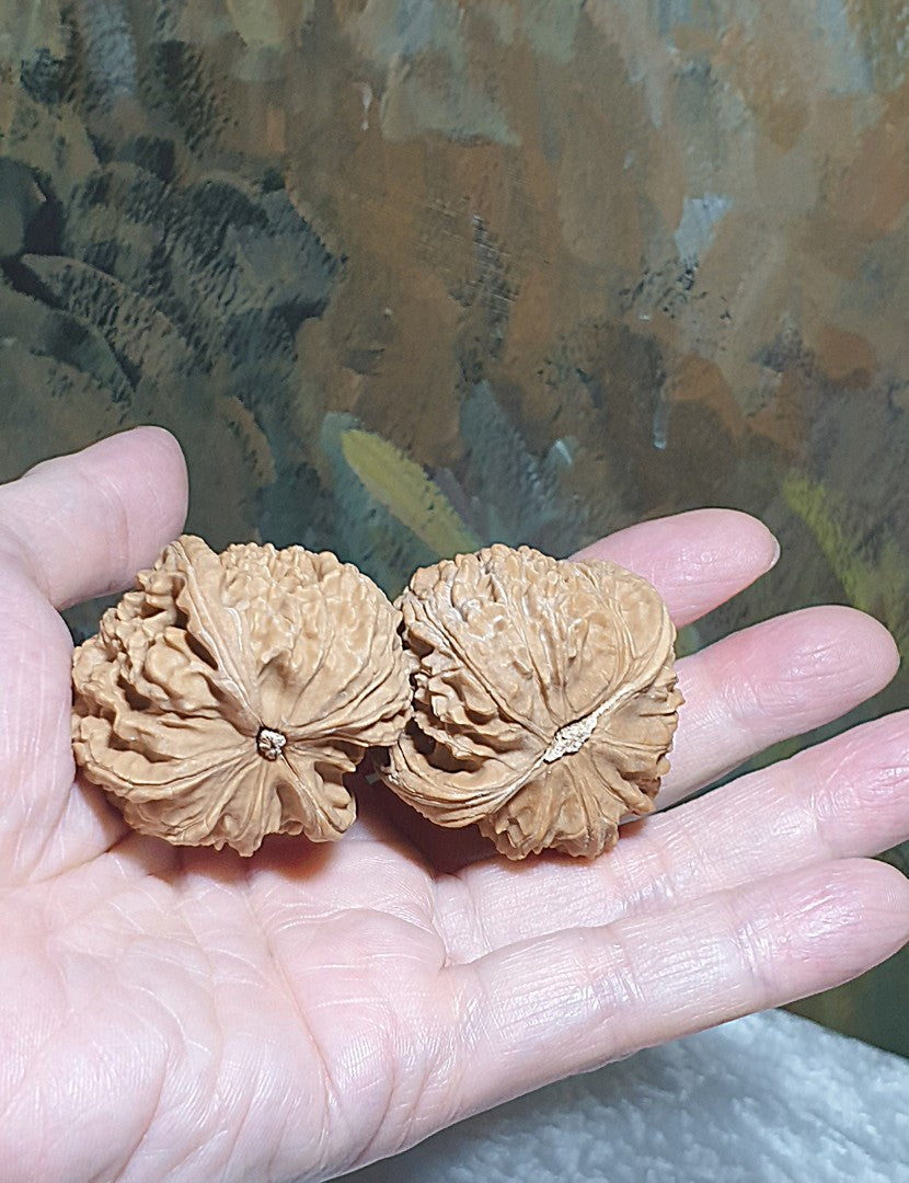 43m natural Beijing "Sizuo Lou" "White Lion Head" Walnuts hand-held/palm messager 43毫米北京四座楼白狮子头闷尖菊花底核桃手把/按摩球一对