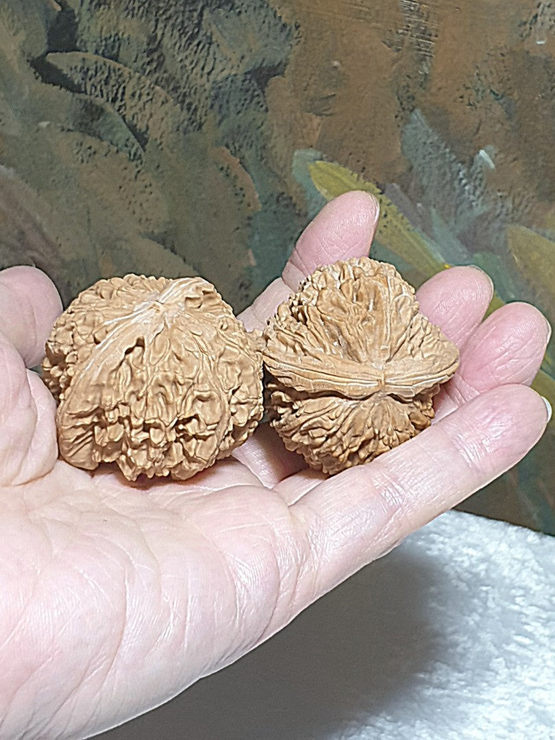 43m natural Beijing "Sizuo Lou" "White Lion Head" Walnuts hand-held/palm messager 43毫米北京四座楼白狮子头闷尖菊花底核桃手把/按摩球一对