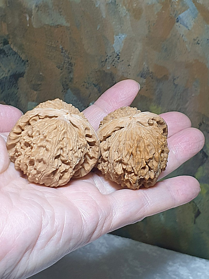 43m natural Beijing "Sizuo Lou" "White Lion Head" Walnuts hand-held/palm messager 43毫米北京四座楼白狮子头闷尖菊花底核桃手把/按摩球一对