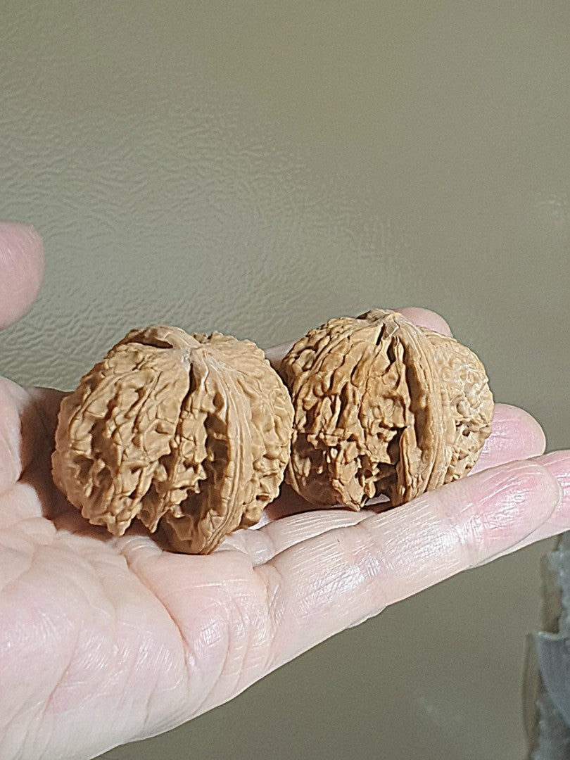 43m natural Beijing "Sizuo Lou" "White Lion Head" Walnuts hand-held/palm messager 43毫米北京四座楼白狮子头闷尖菊花底核桃手把/按摩球一对