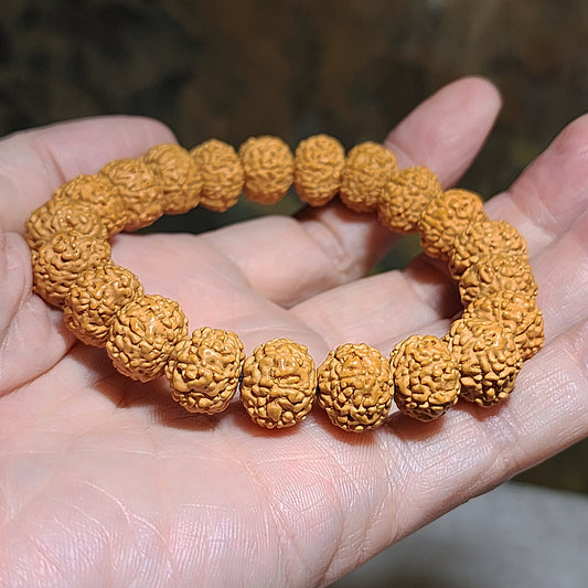 12mm+ premium natural "Panlong" (Coiling Dragon) 8 Mukhi (faces) small species Rudraksha bracelet 精品八瓣盘龙小金刚菩提子手链