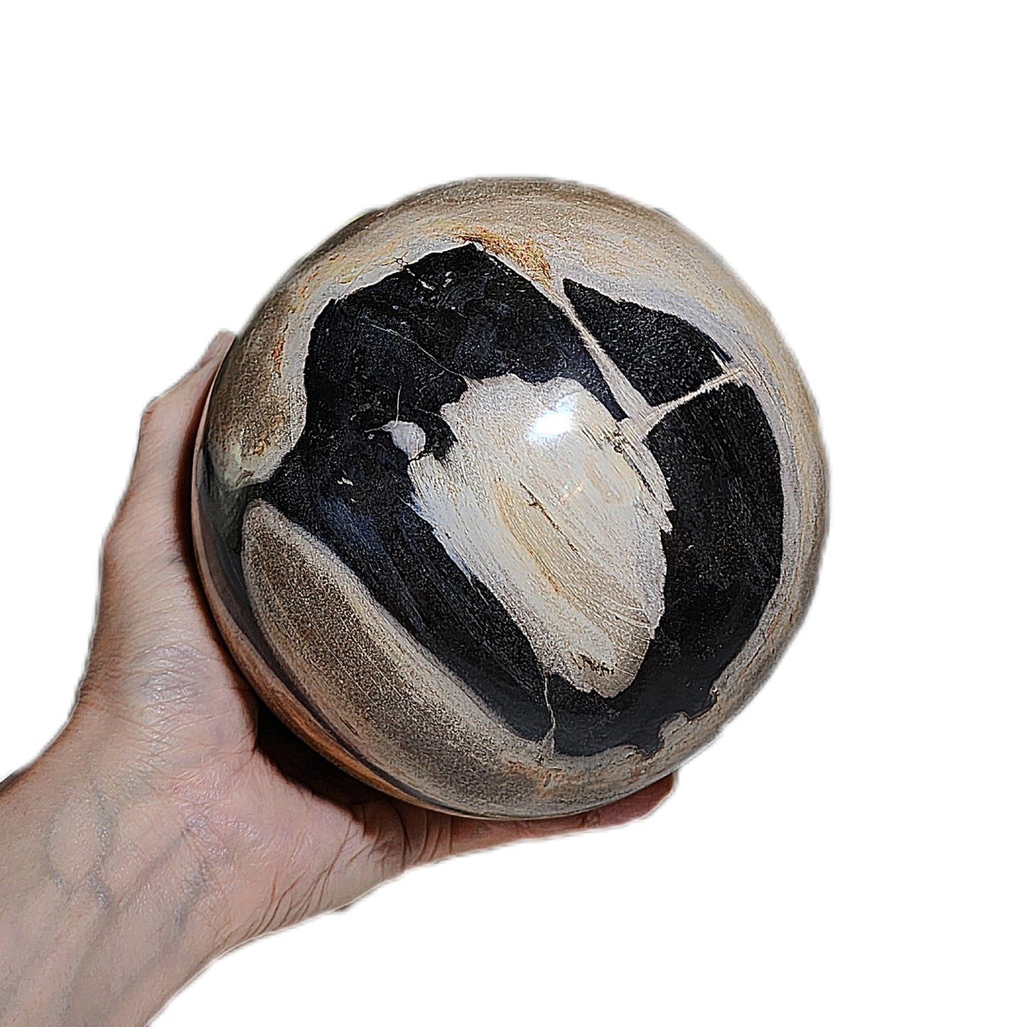 Large 16cm Premium hand polished Petrified Wood "a" and many unique patterns feng shui globe ball  [Natural Crystal] 精品大尺寸木化石多色多图形"a字" 人工切割打磨镇宅风水球 #2