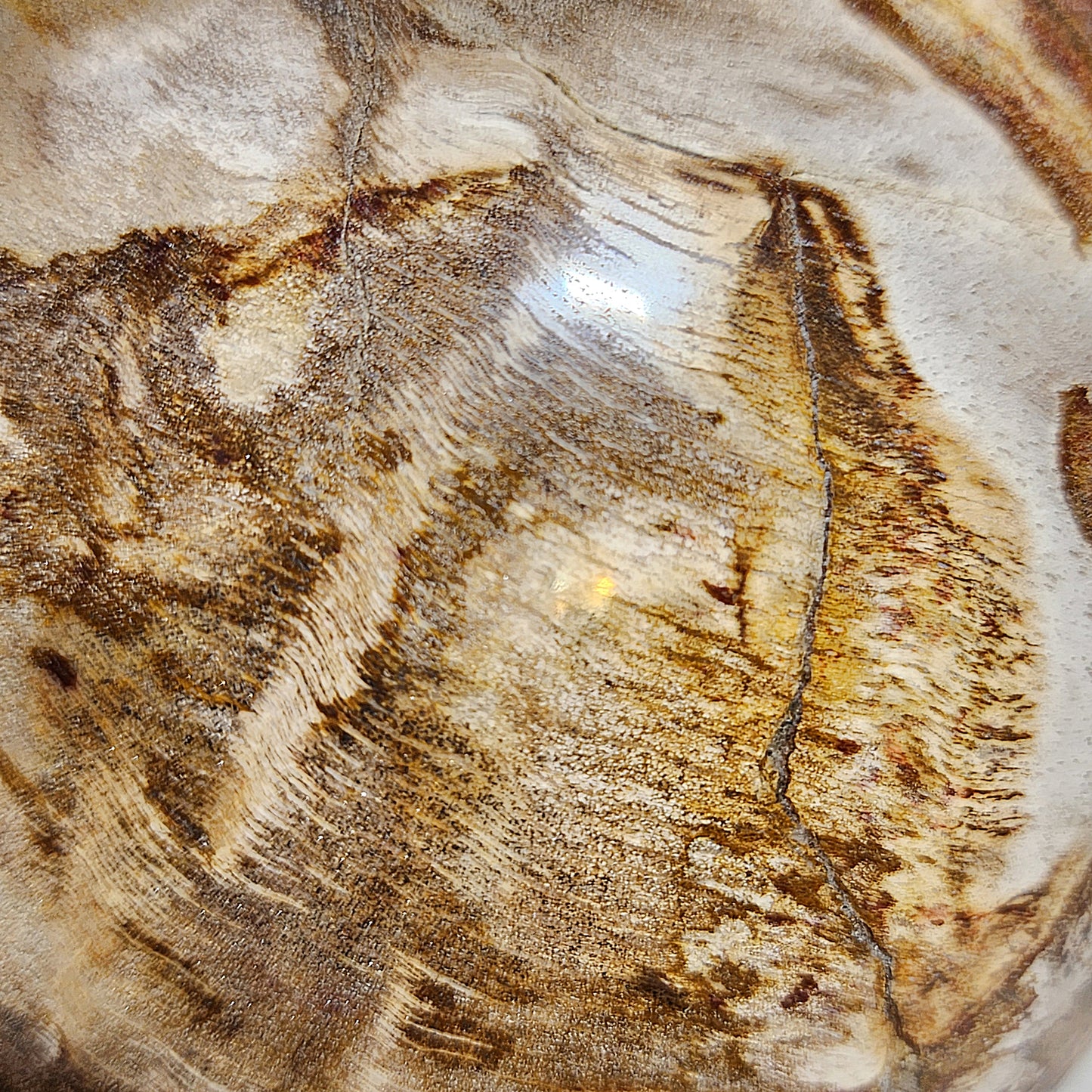 4.5 kg Premium hand polished Petrified Wood many unique patterns feng shui globe ball 精品木化石多天然图形人工切割打磨镇宅风水球 #8