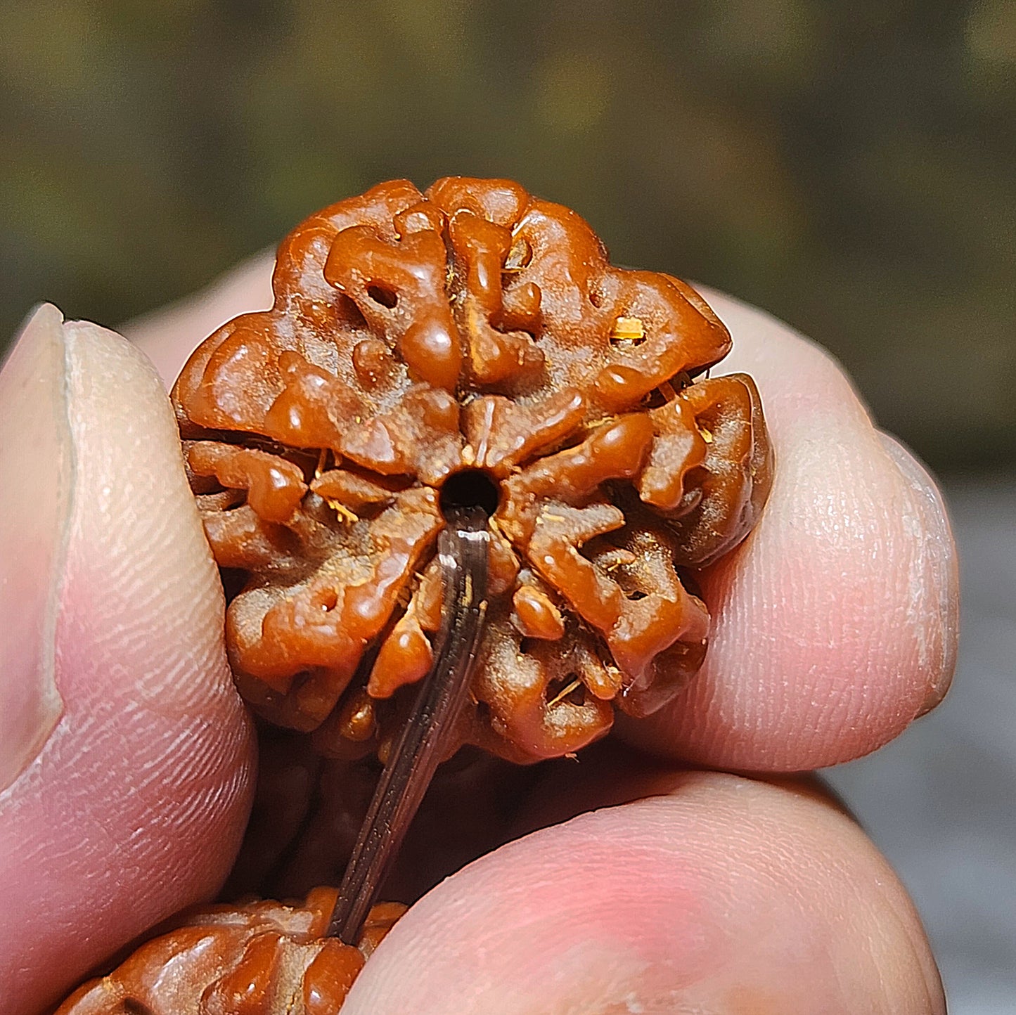 21mm+ Thoroughly cleaned & brushed Nepal Rudraksha from high altitude (dense & high natural oil contents) same tree both sides Plum Flower Panlong Double-Dragon 5 Mukhi (faces) bracelet/Handheld 21毫米+ 深度清理打底尼泊尔五瓣高山安娜籽同树双面梅花盘龙双龙大金刚菩提子手串/手持