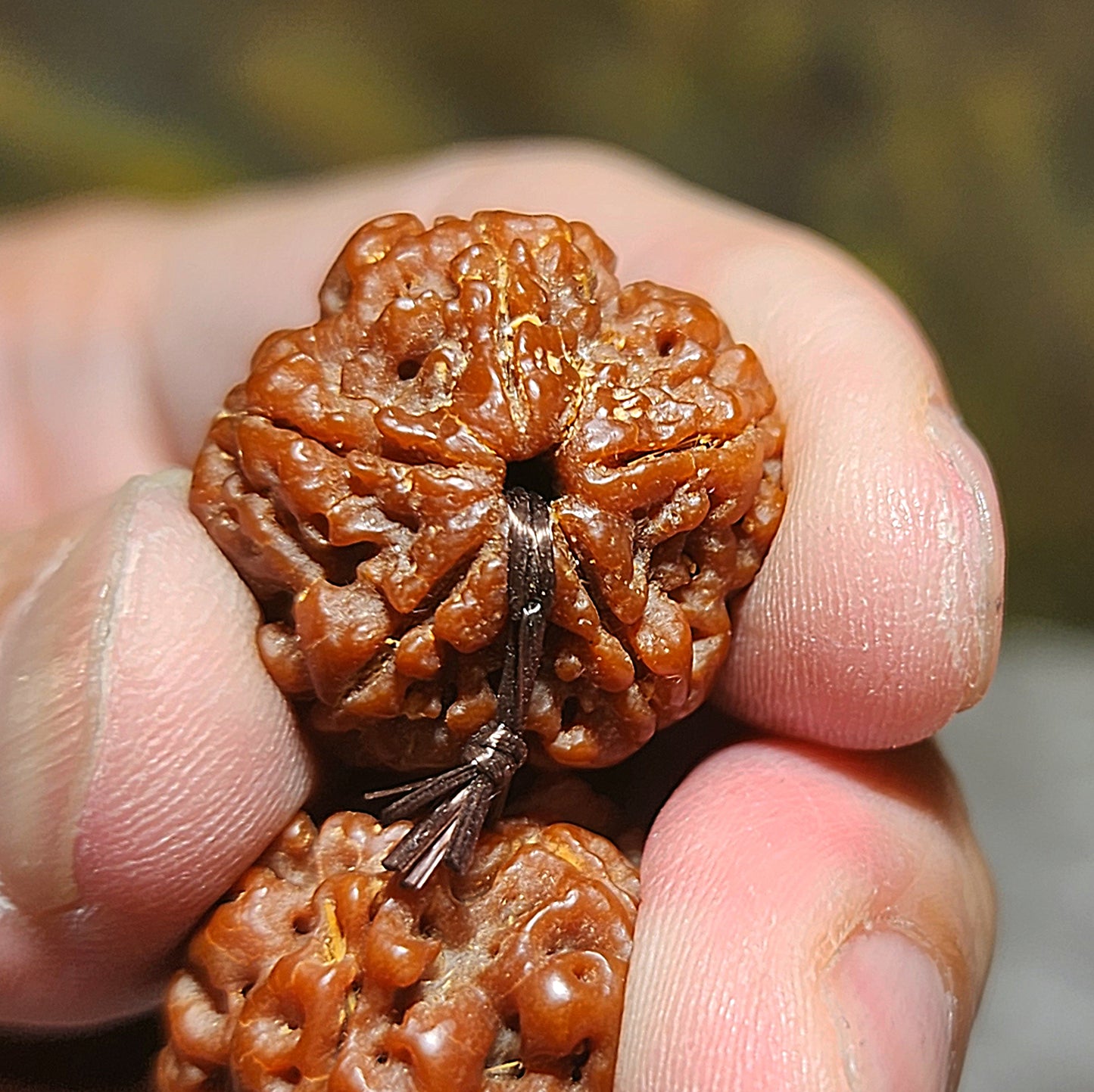 21mm+ Thoroughly cleaned & brushed Nepal Rudraksha from high altitude (dense & high natural oil contents) same tree both sides Plum Flower Panlong Double-Dragon 5 Mukhi (faces) bracelet/Handheld 21毫米+ 深度清理打底尼泊尔五瓣高山安娜籽同树双面梅花盘龙双龙大金刚菩提子手串/手持