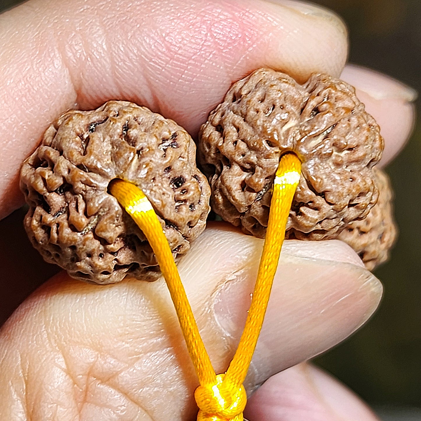 Gegegems rare XS Nepal large species Rudraksha "Panlong high back" Double Dragons 4 Mukhi with Tibetan Xang Xung red spots Lightning 5 Eyes Dzi Cinnabar carved coins 3 Eyes Dzi 18 beads mala handheld 罕见小尺寸尼泊尔四瓣大金刚菩提双龙高脊盘龙配象雄满朱砂闪电五眼达洛天珠帝皇砂古钱珠三眼天珠藏式三通十八子手持