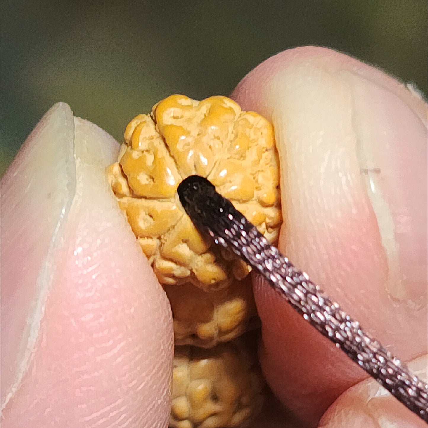 8.8mm 6 Mukhi (Faces) high density high oil content"Panlong (Coiling Dragons") Rudraksha 108 mala beads/necklace with a 14mm The Warring States Sardonyx Lu Lu Tong 8.8毫米高油铁籽六瓣盘龙小金刚菩提108念珠/项链配14毫米战国红路路通