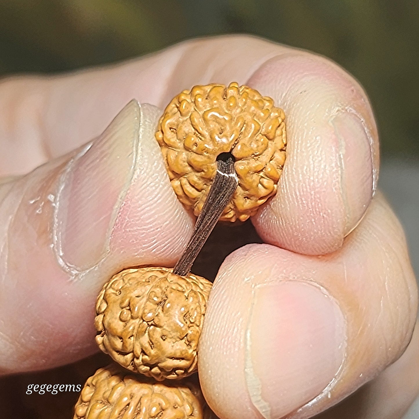 Premium 12.5mm natural "Panlong" (Coiling Dragon) 9 Mukhi (faces) small species Rudraksha bracelet 精品九瓣盘龙小金刚菩提子手链
