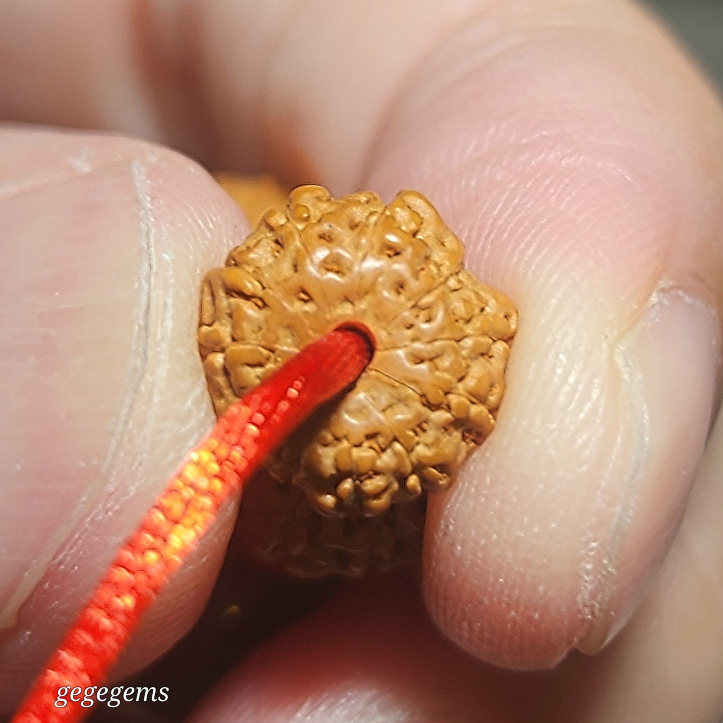 9.7mm Natural 9 Mukhi (Faces) "Coiling Dragon" abacus shape Rudraksha with 13.5mm Type A Yellow Jadeite 108 mala necklace [Natural unprocessed] 九瓣盘龙飞碟小金刚菩提配黄翡圆珠108念珠项链