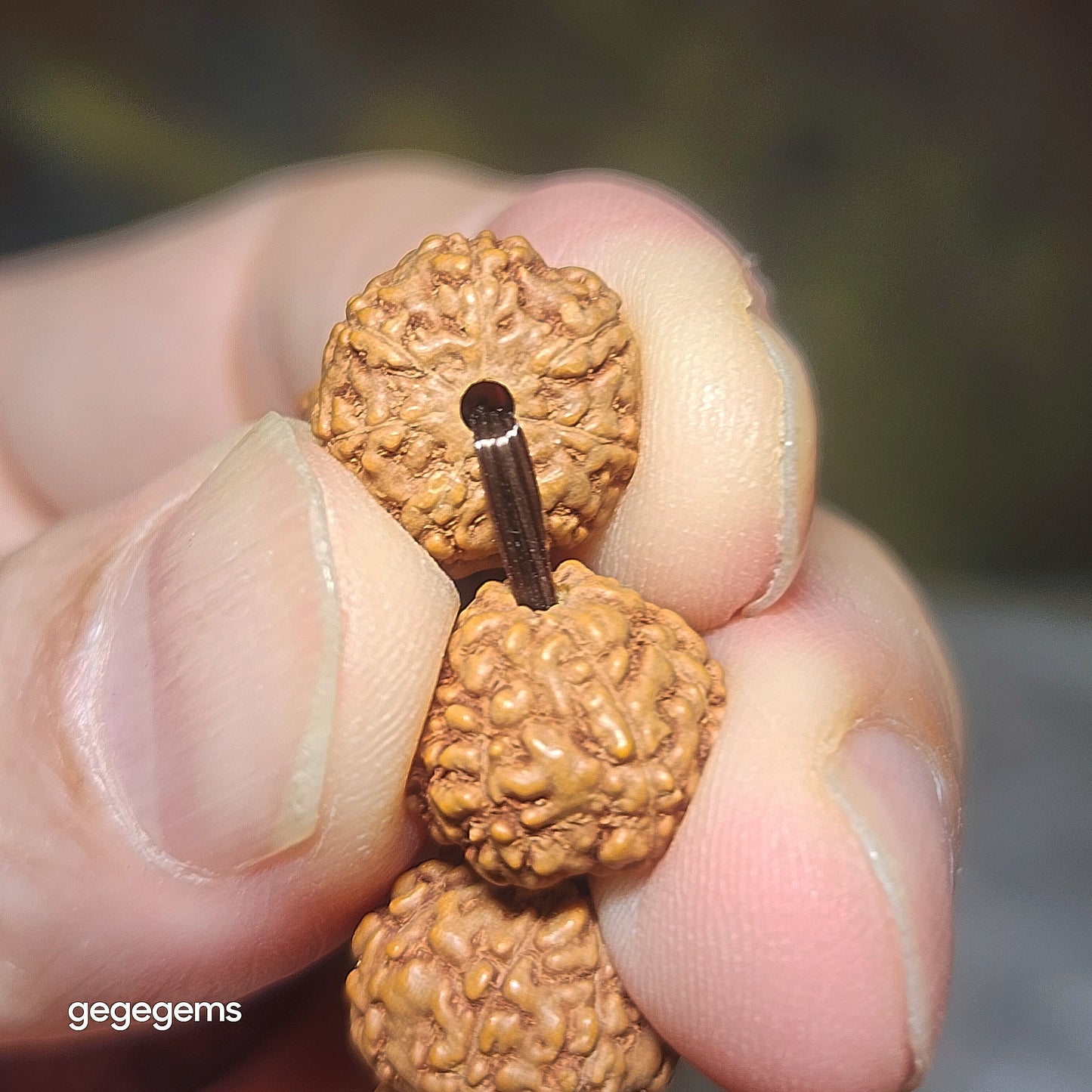 12mm+ premium natural "Panlong" (Coiling Dragon) high density red skin 7 Mukhi (faces) small species Rudraksha bracelet 优质七瓣盘龙红皮铁籽小金刚菩提子手链