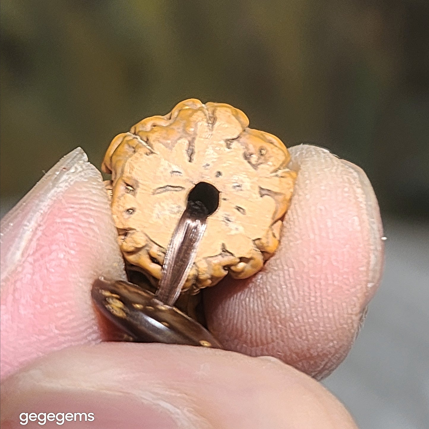 Gegegems premium 14mm Small Species Rudraksha "First Generation Pan Long (Coiling Dragon)" Tibetan cut with 10mm natural coconut shell spacers bracelet 精品大尺寸藏切一代盘龙小金刚菩提子配天然椰壳隔片手链